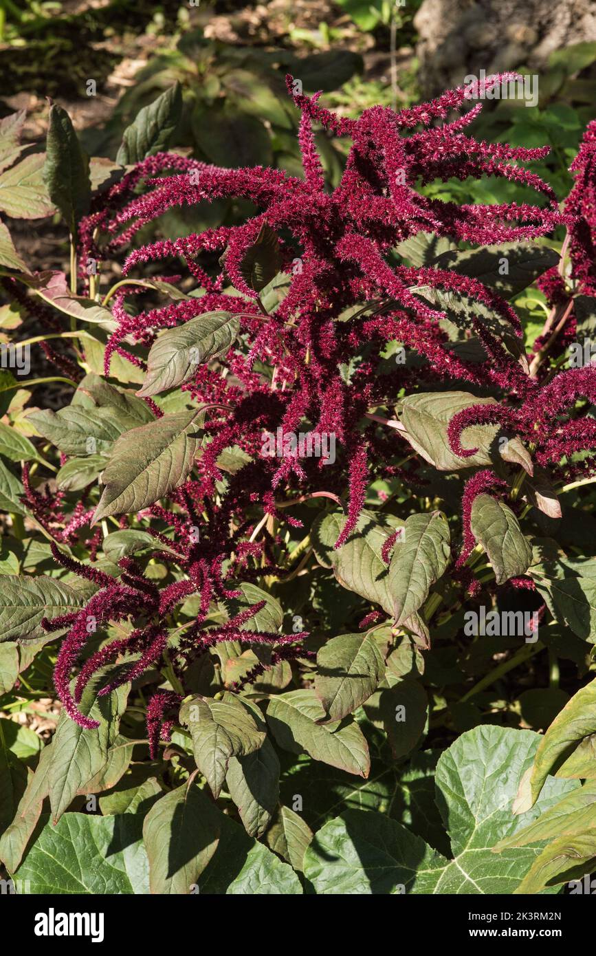 Red Amaranth or Amaranthus, historically used as a natural dye for
