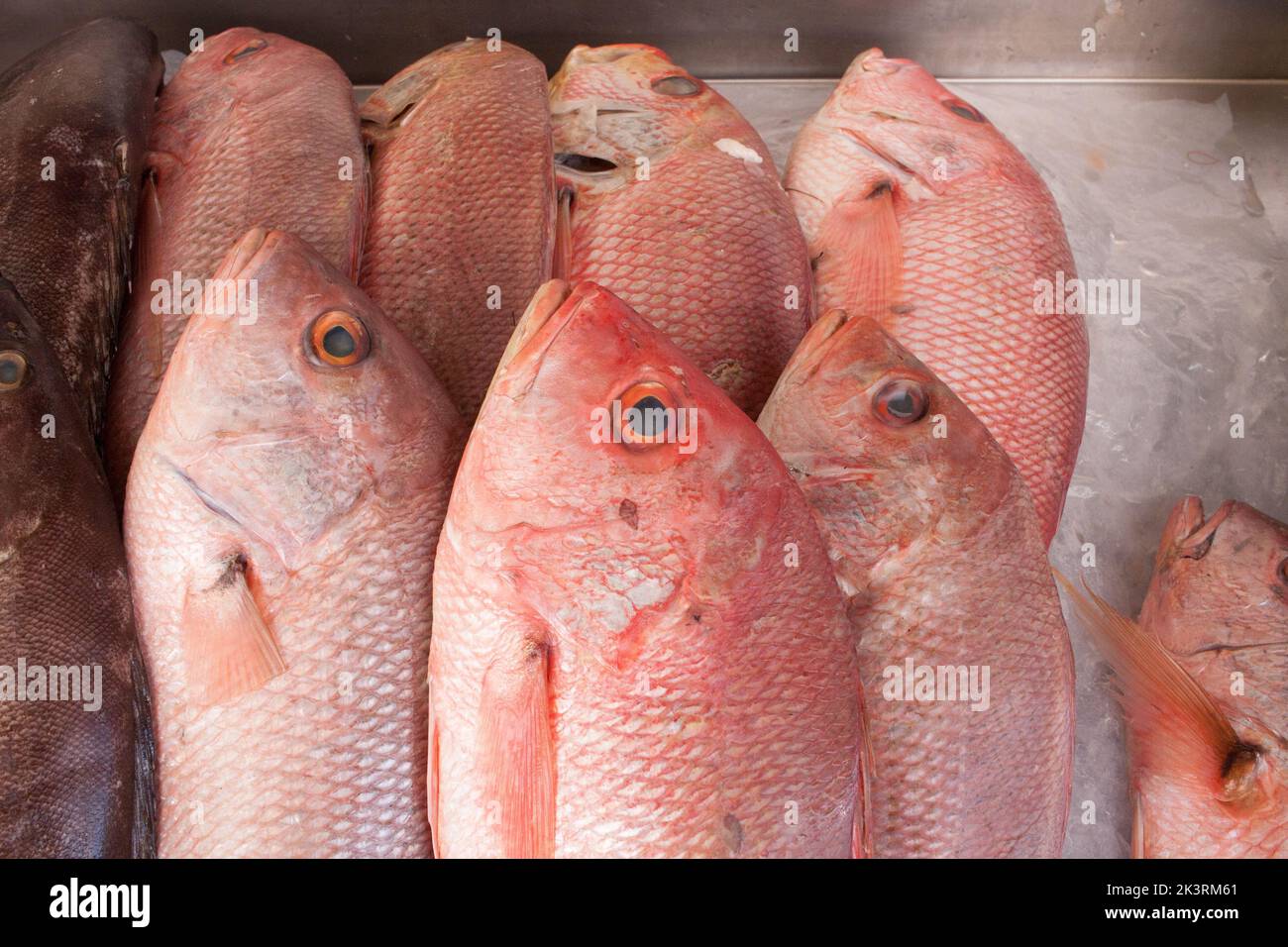 Red snapper fishing hi-res stock photography and images - Alamy