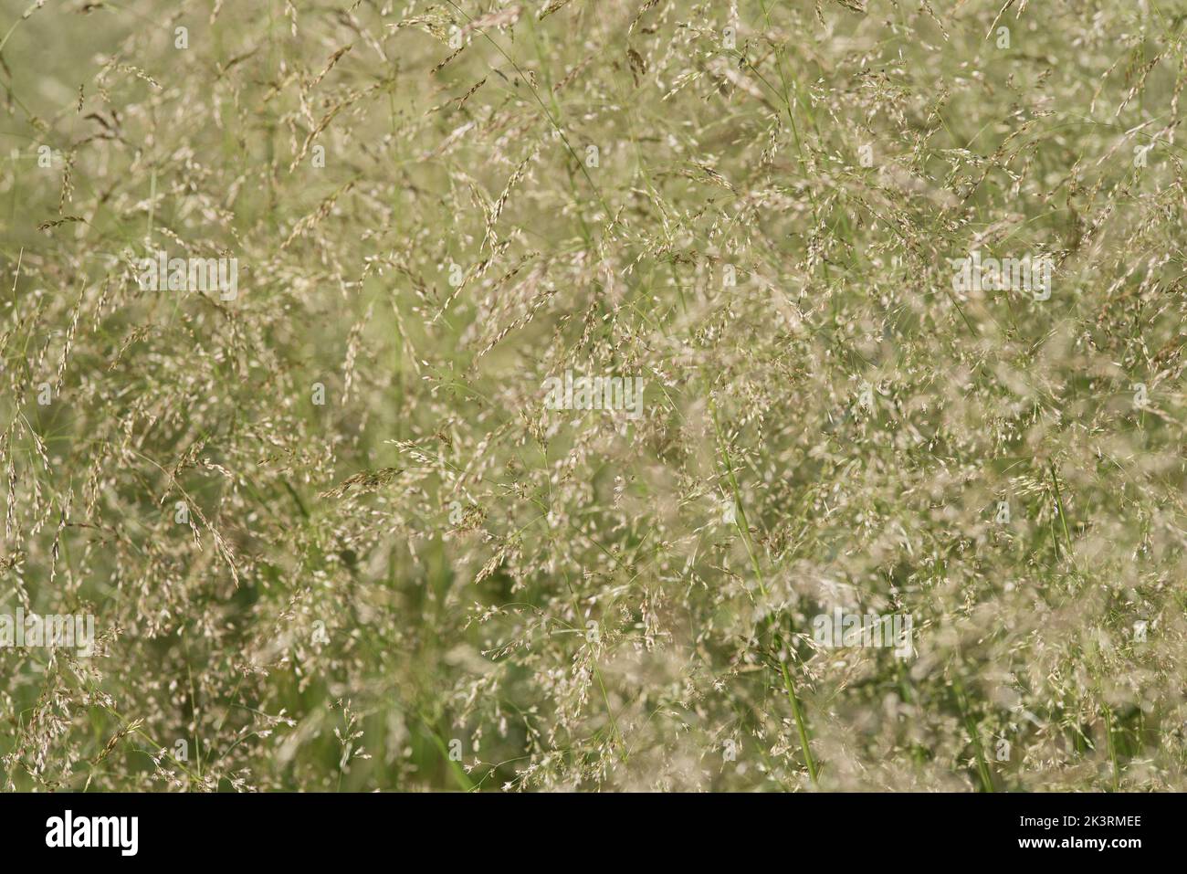 Close up of ornamental grass, heavy with seeds - Deschampsia Cespitosa Goldtau. Stock Photo