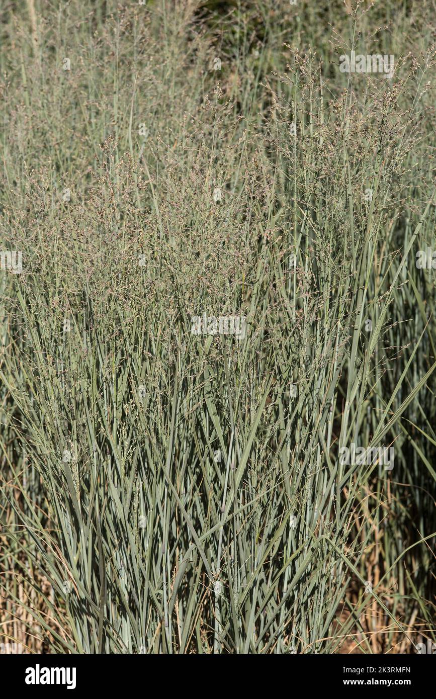Close up of ornamental grass, heavy with seeds Panicum Virgatum