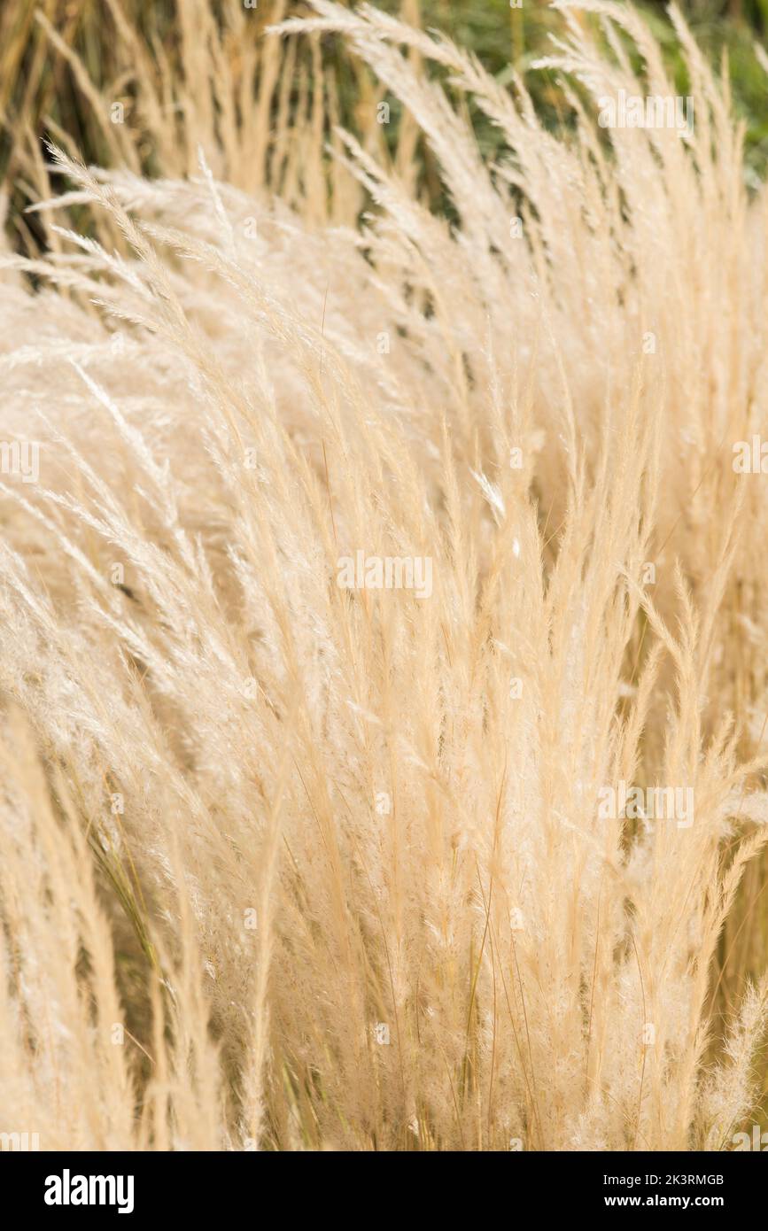 Close up of dry golden ornamental grass - Jarava Ichu in late Summer. Stock Photo