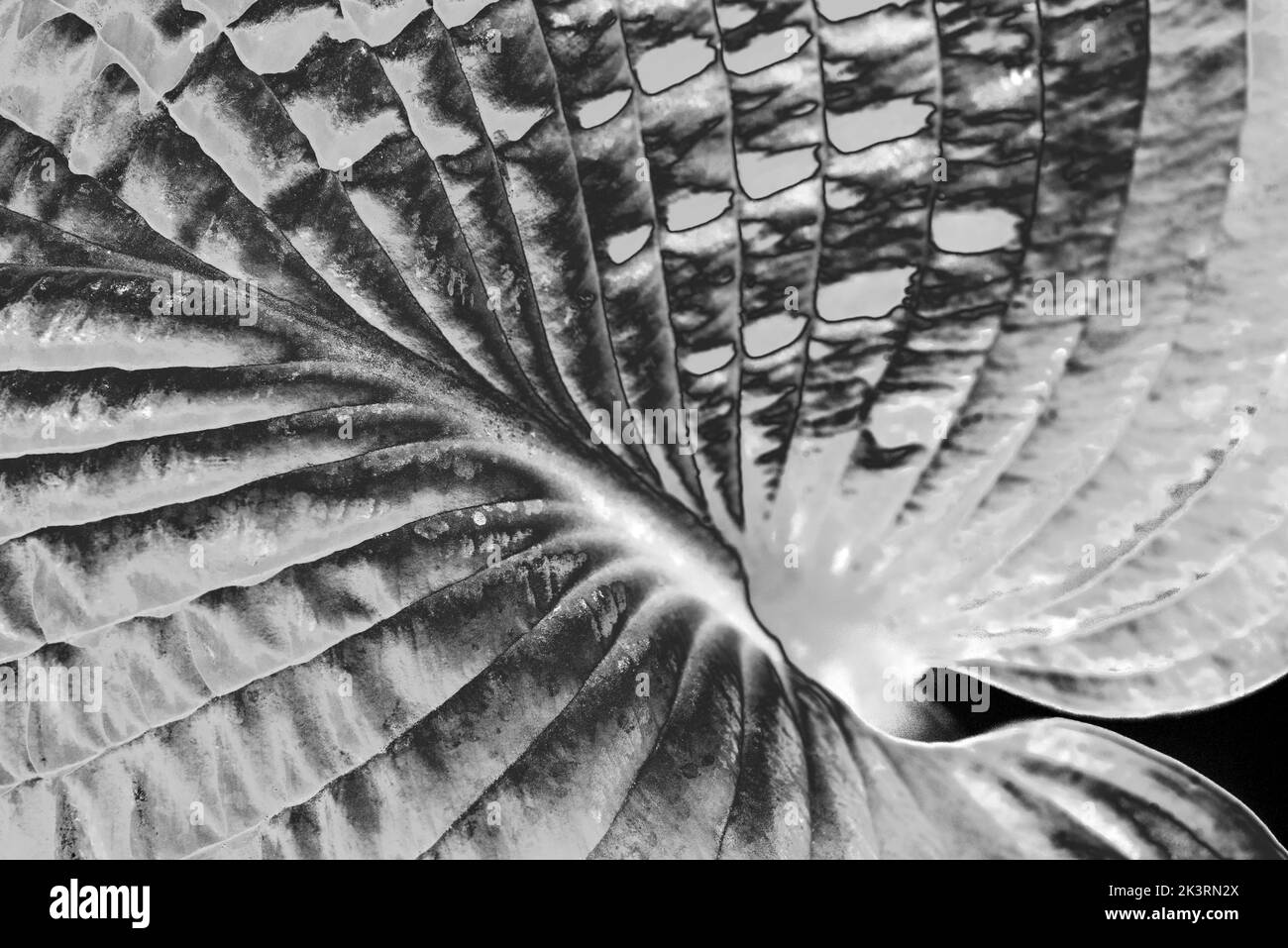 Close up of sunlight revealing the heavily ribbed leaf of a Hosta plant. Sculptural planting. Abstract texture / pattern, black and white background. Stock Photo