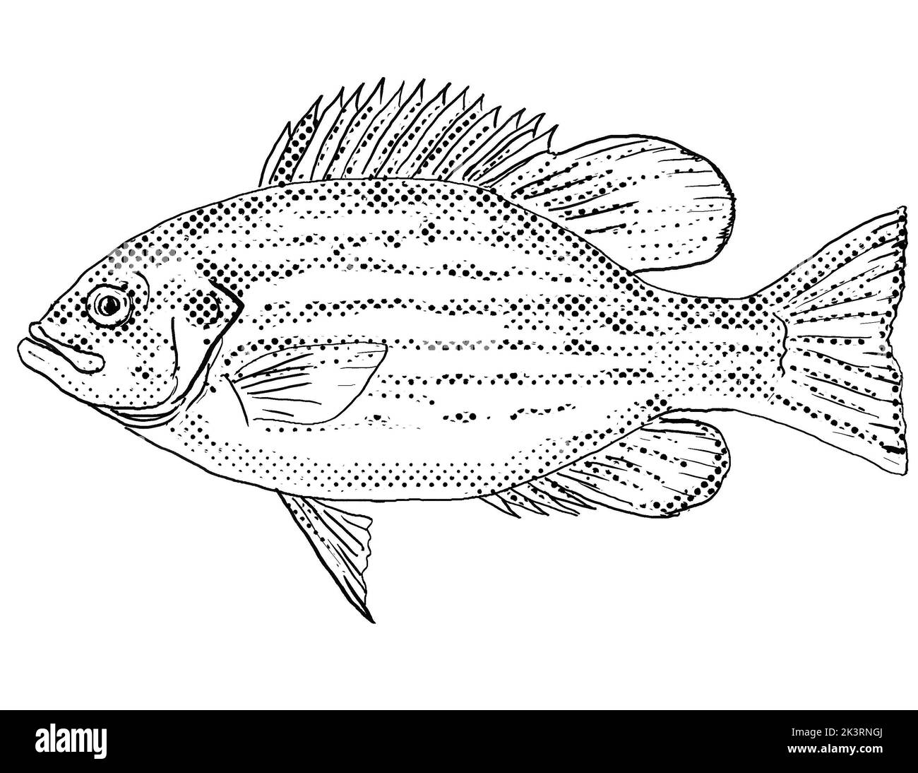 Cartoon style line drawing of a rock bass Ambloplites rupestris rock perch, goggle-eye, red eye or black perch, a freshwater fish with halftone dots. Stock Photo