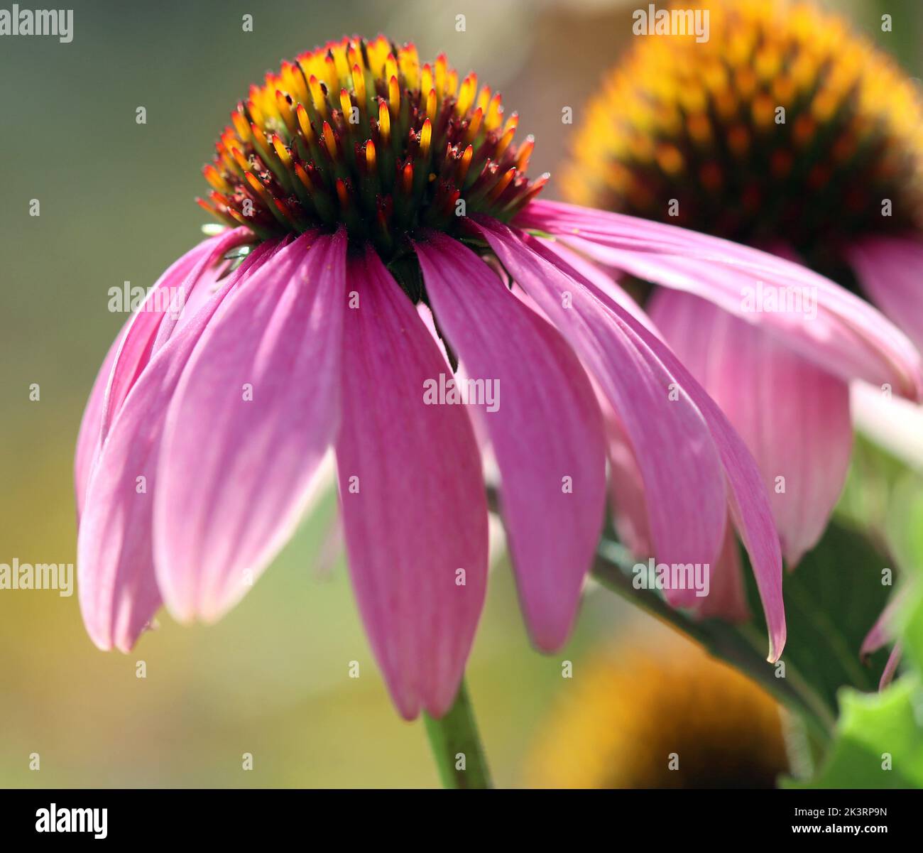 Summer blooming Echinacea flower (purpurea; purple coneflower). Used in