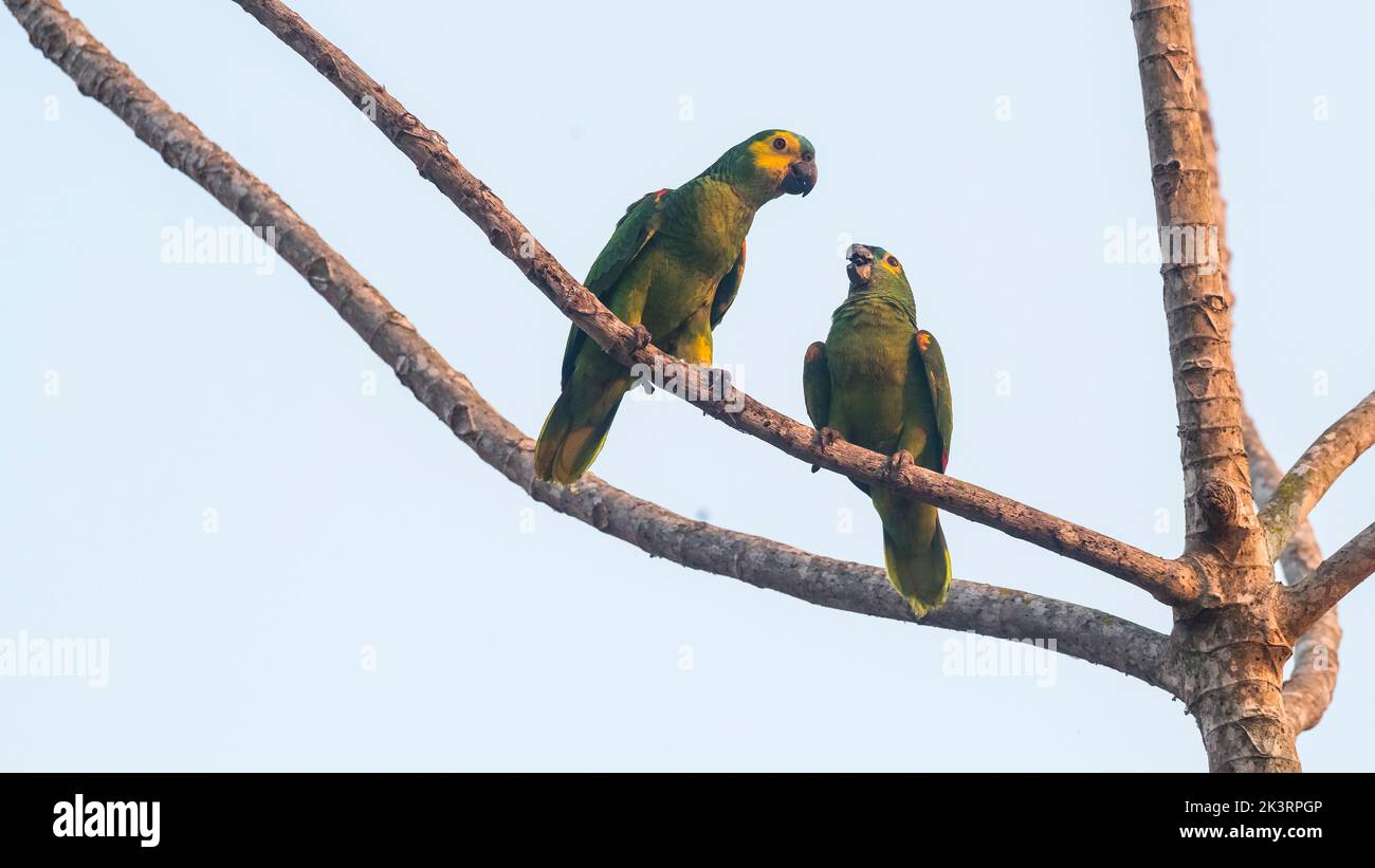 Turquoise fronted Amazon,Amazona aestiva.Mato grosso Brazil Stock Photo