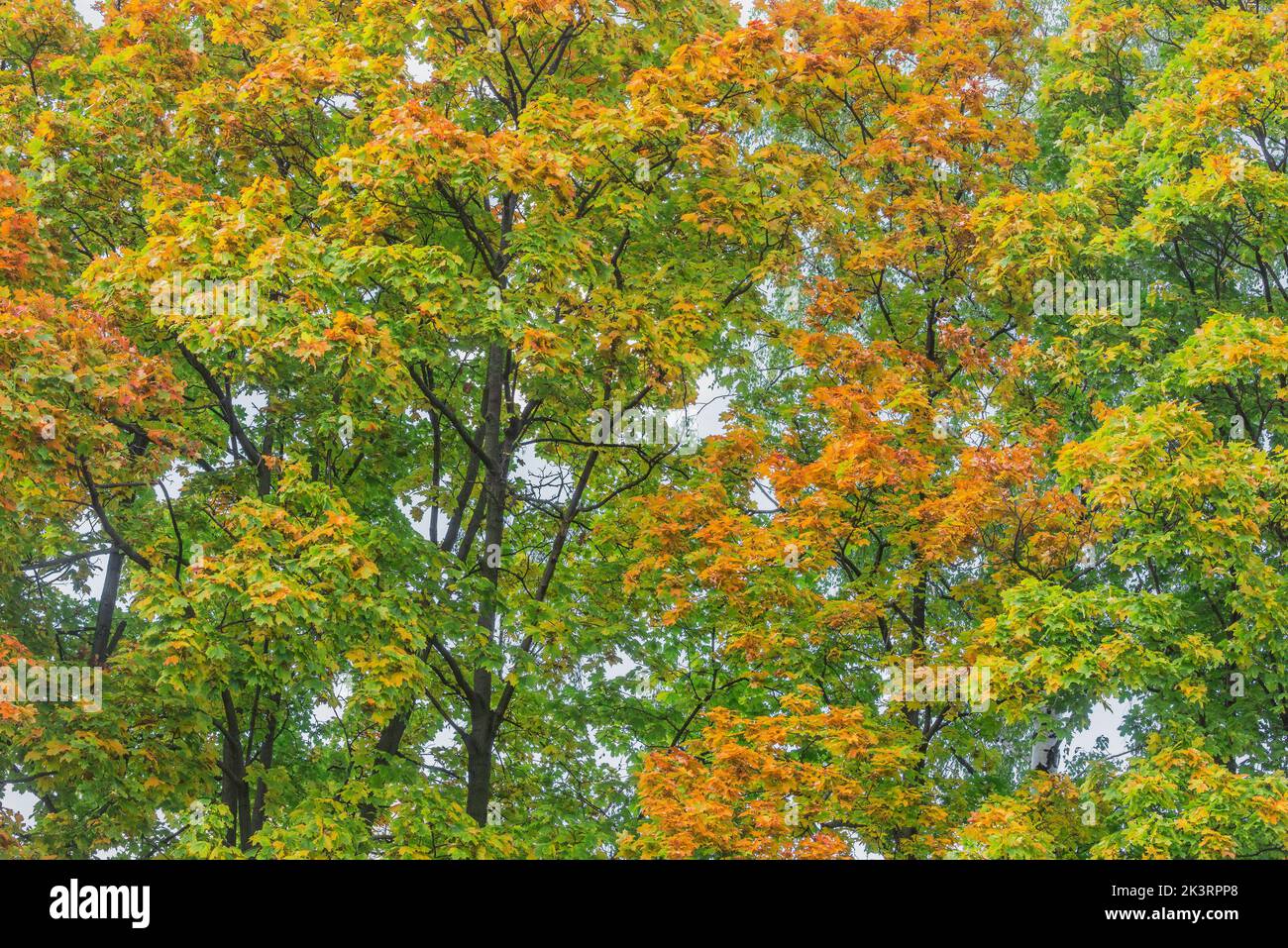 Maple trees in the city park at autumn day time Stock Photo - Alamy