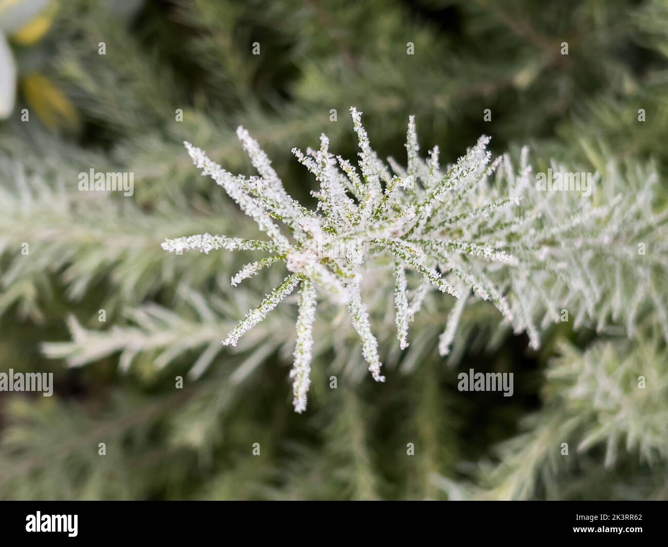 Grevillea - Spider flower covered with frost early in the spring cold winter temperatures Stock Photo