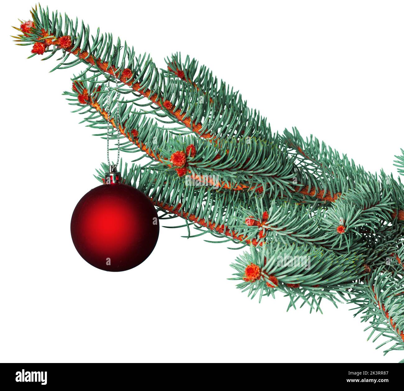 christmas ball on fir branch isolated on white background Stock Photo ...