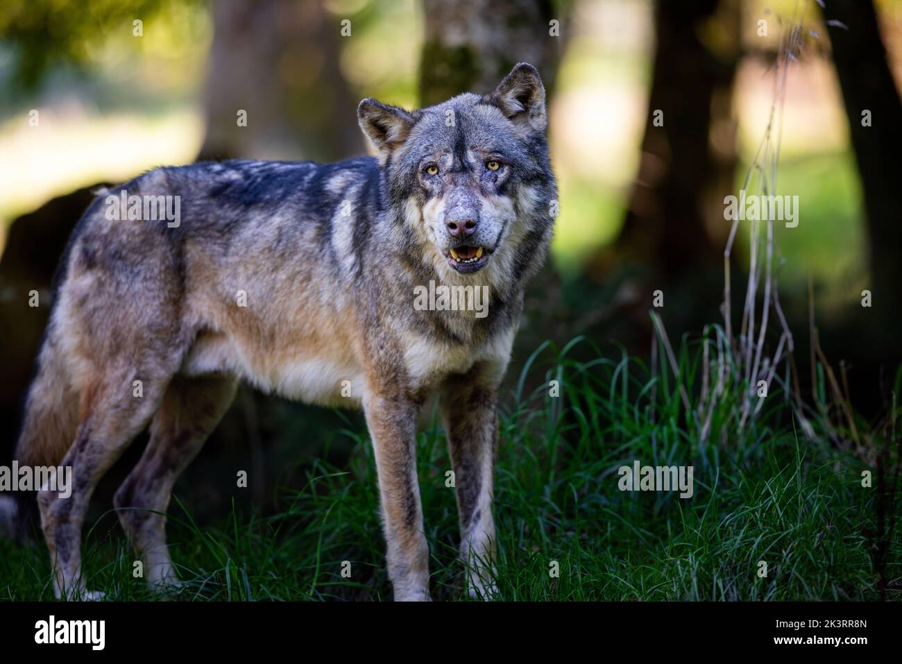 Portrait of a gray wolf in the forest Stock Photo - Alamy