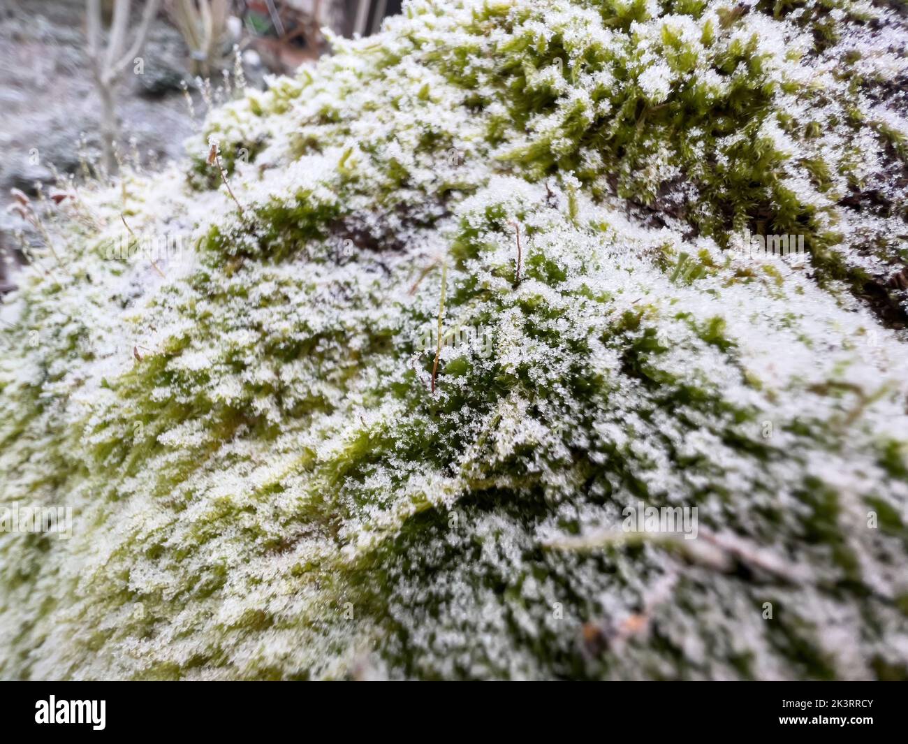 Moss-covered tree trunk covered with snow flakes Stock Photo