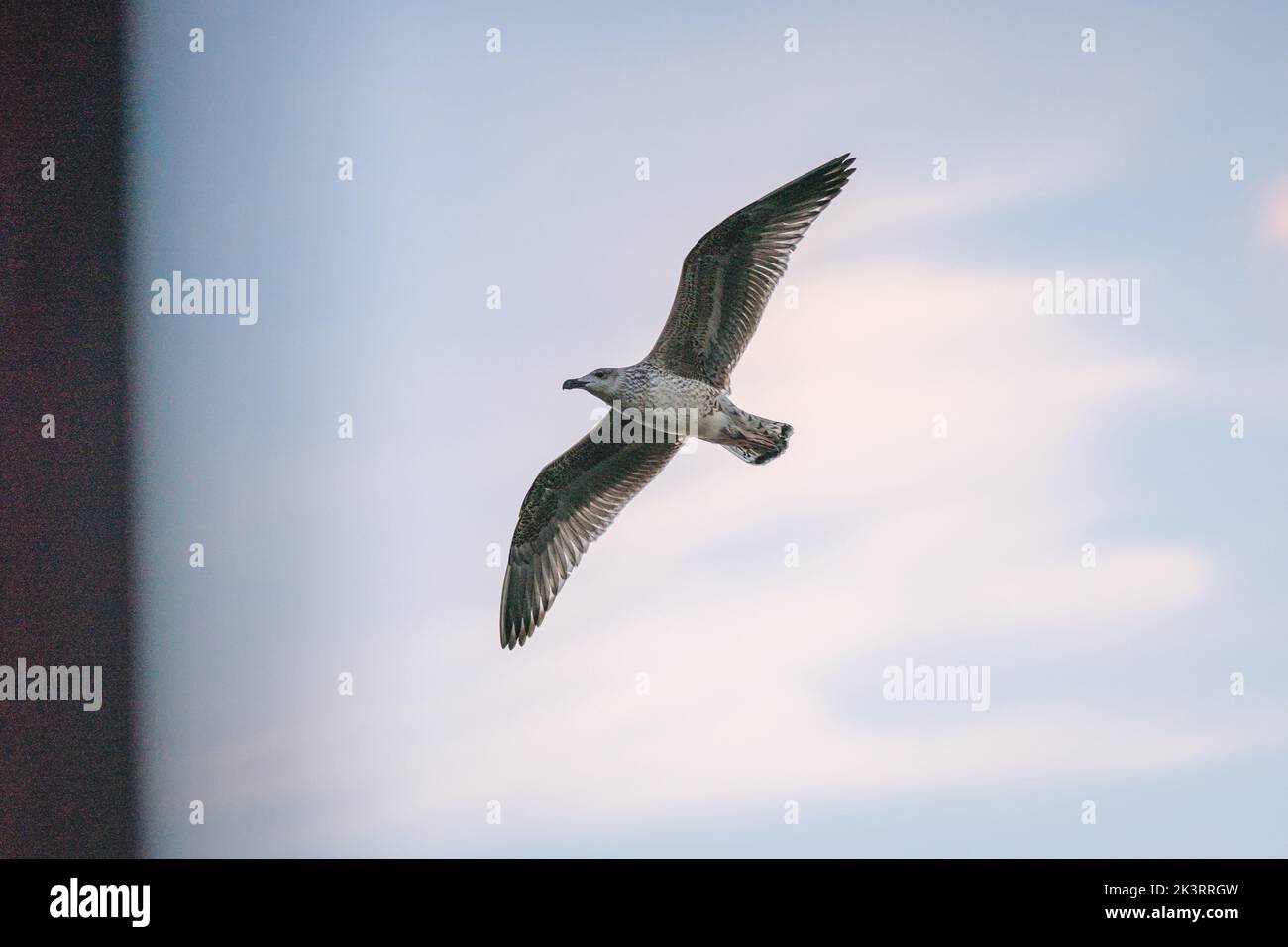Norwegian seagull Stock Photo