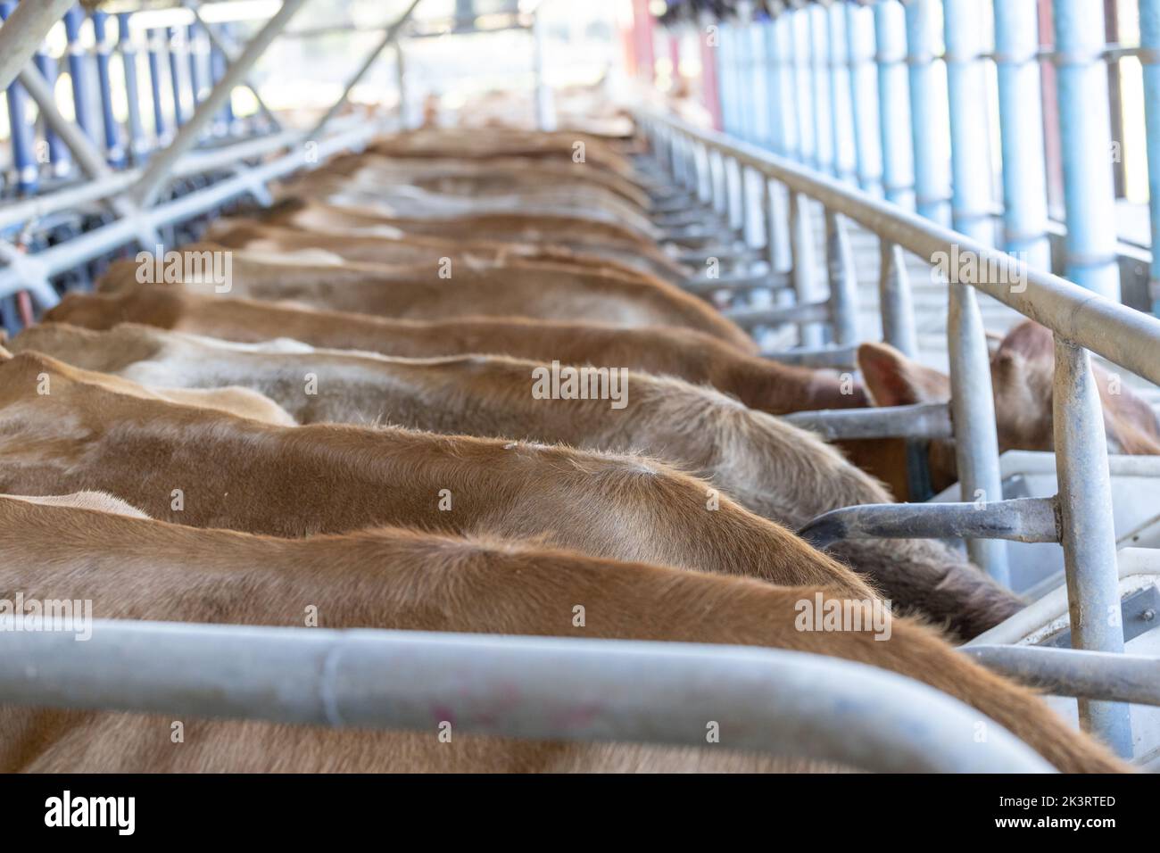 Jersey cows in a milking parlor. Only the top line of their backs are