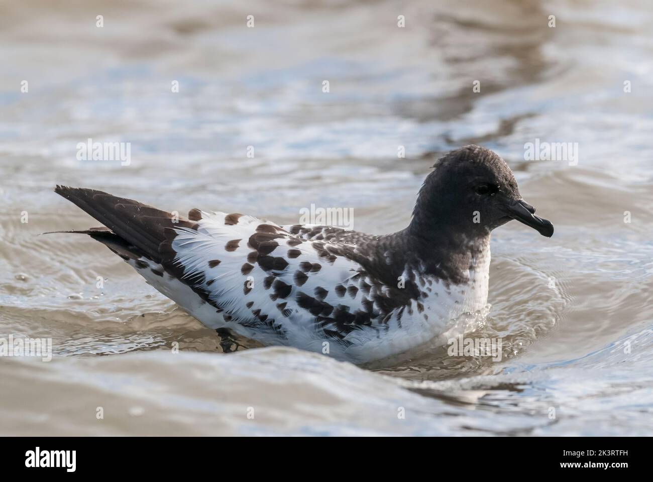 Cape Petrel, swimming over the surface of the Antarctic sea. Stock Photo