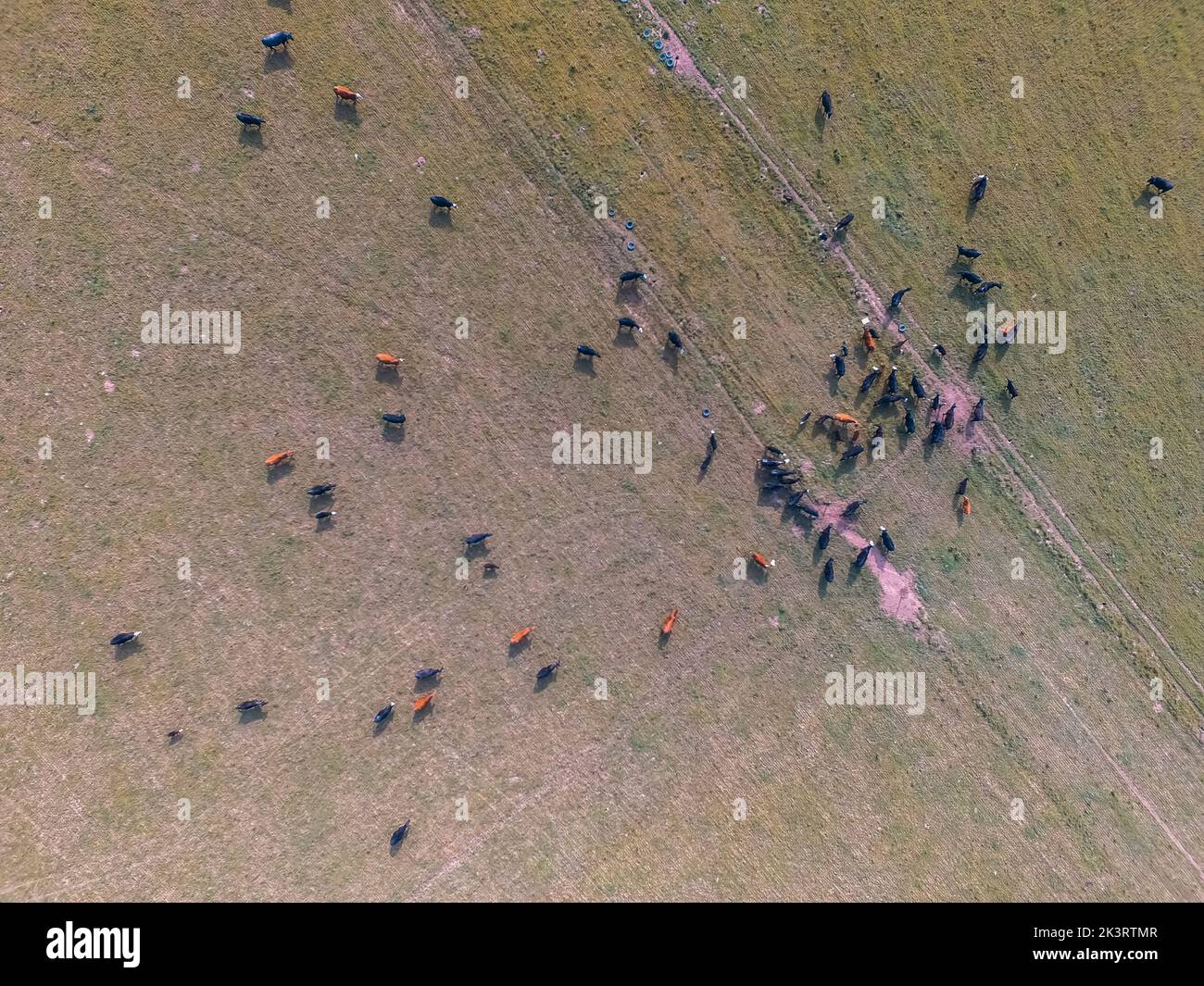 Cows raised with natural pastures, meat production in the Argentine ...