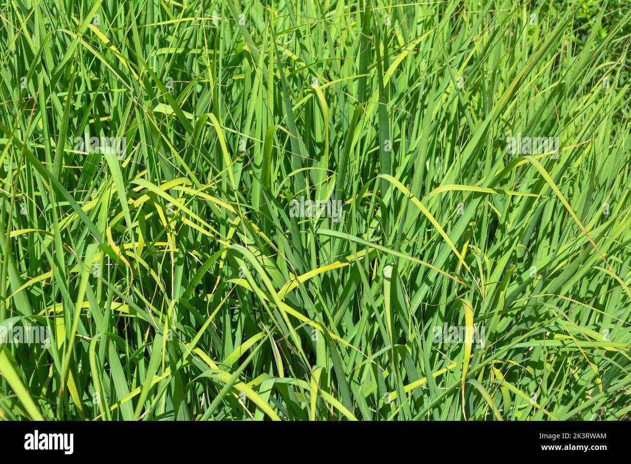 Sedge, curex, thickets of wild grass in a wet area of the meadow Stock