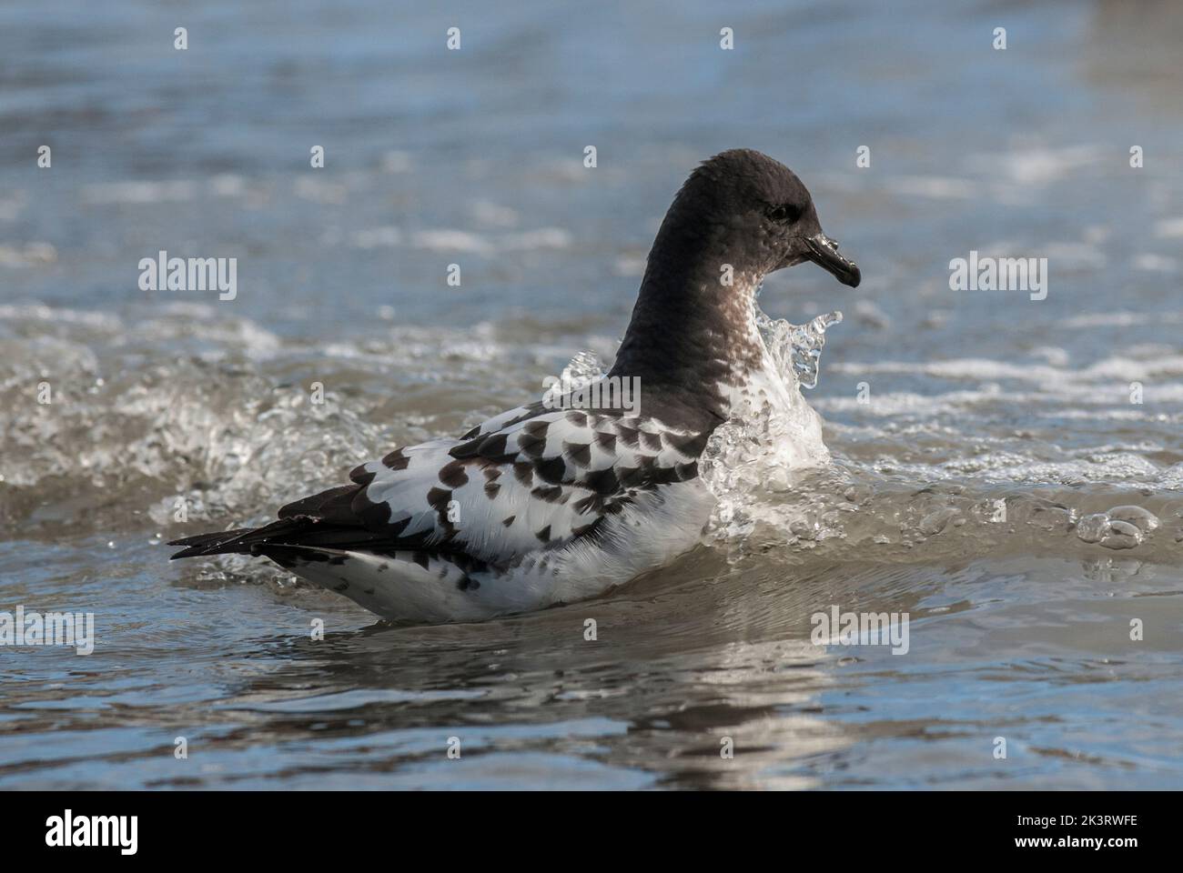 Cape Petrel, swimming over the surface of the Antarctic sea. Stock Photo