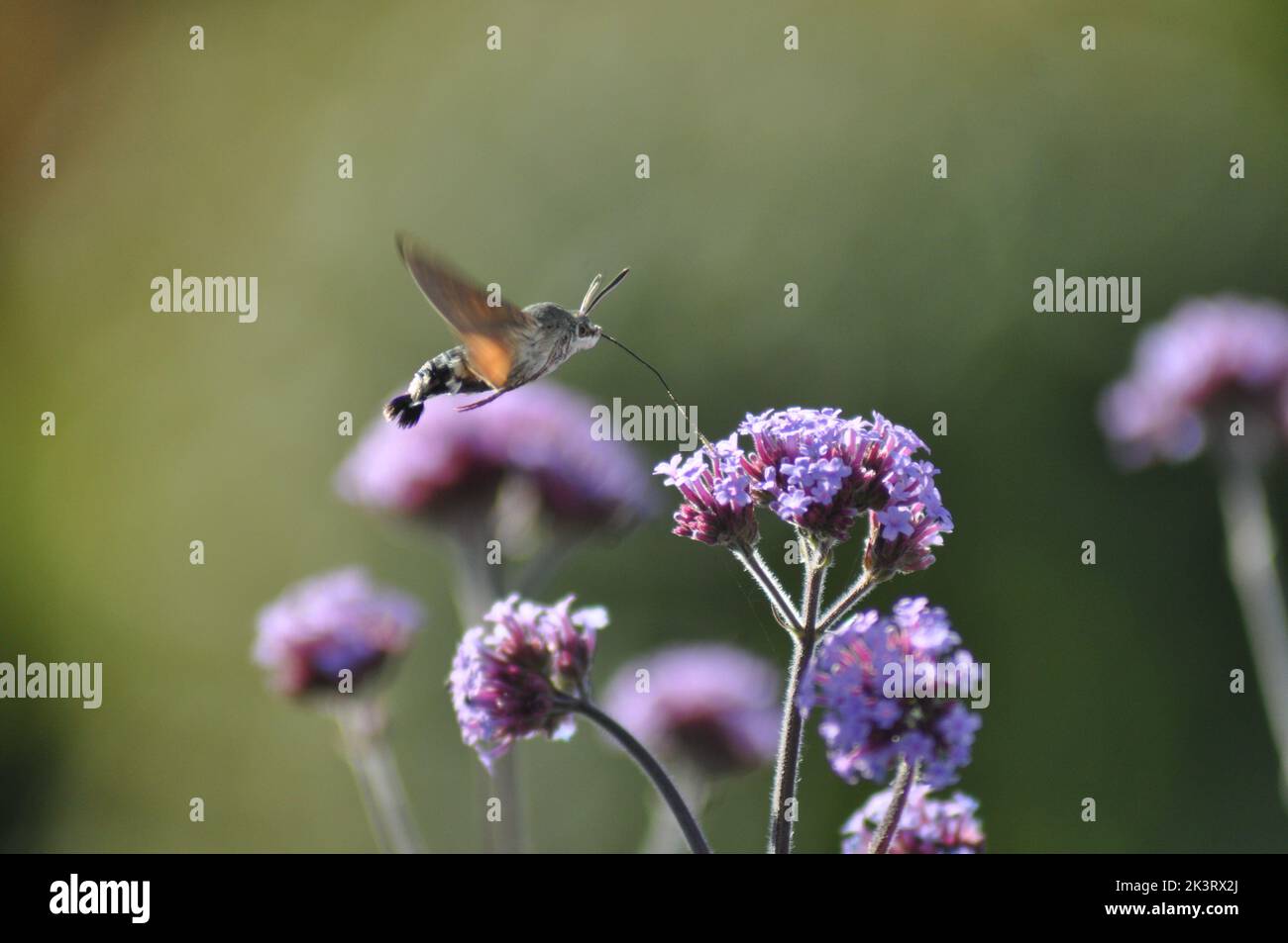 A Hummingbird hawk moth (Macroglossum stellatarum) hovering and feeding ...