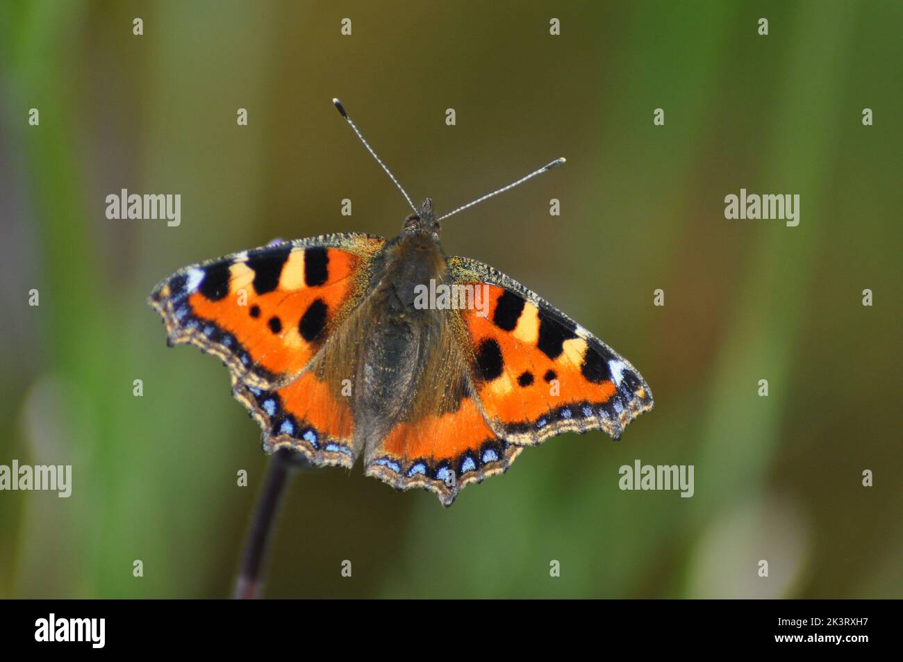 Small Tortoiseshell butterfly (Alglais urticae) feeding on a verbena bonariensis flower set against the blurred background of meadow flowers - England Stock Photo