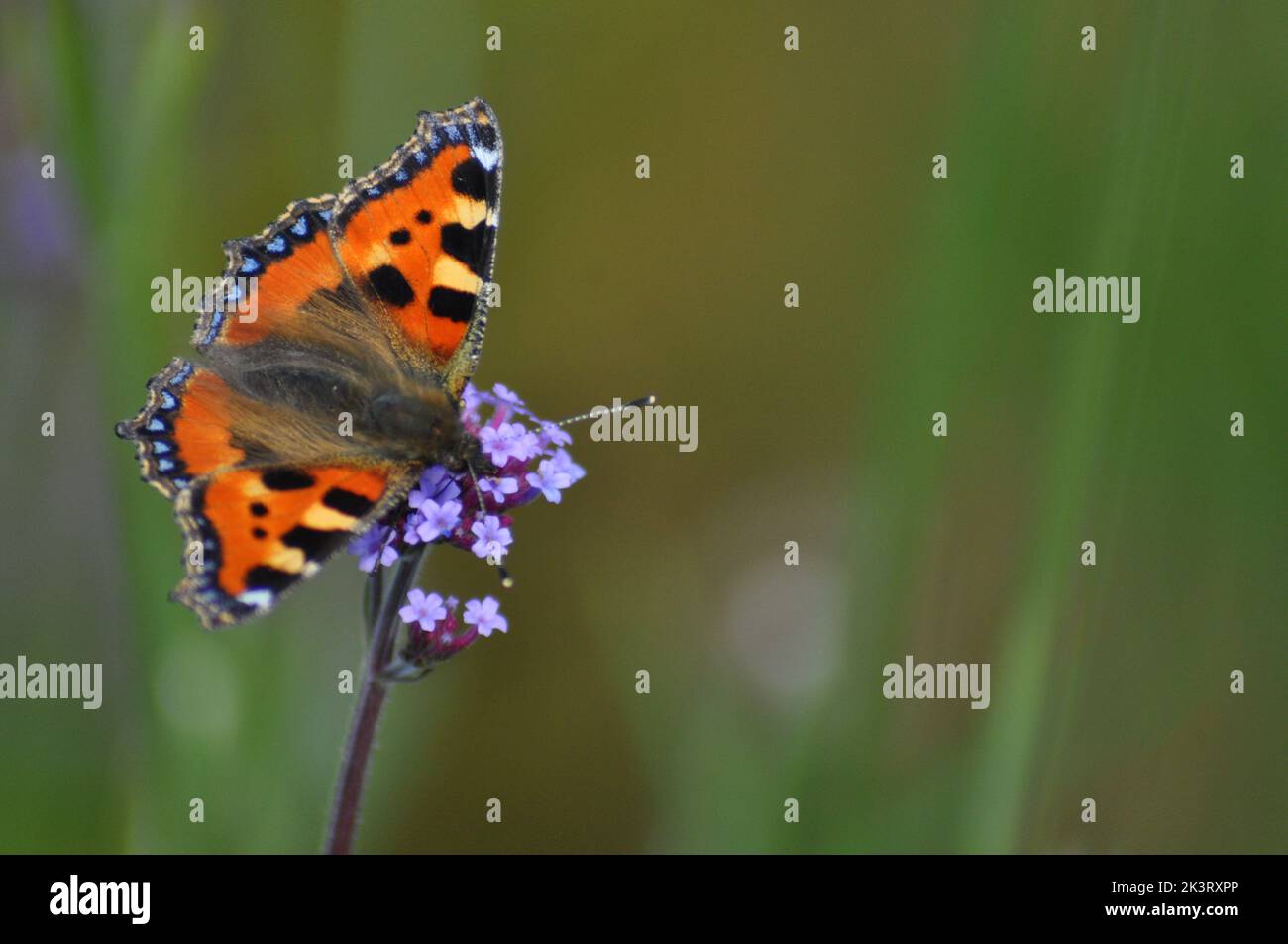 Small Tortoiseshell butterfly (Alglais urticae) feeding on a verbena bonariensis flower set against the blurred background of meadow flowers - England Stock Photo