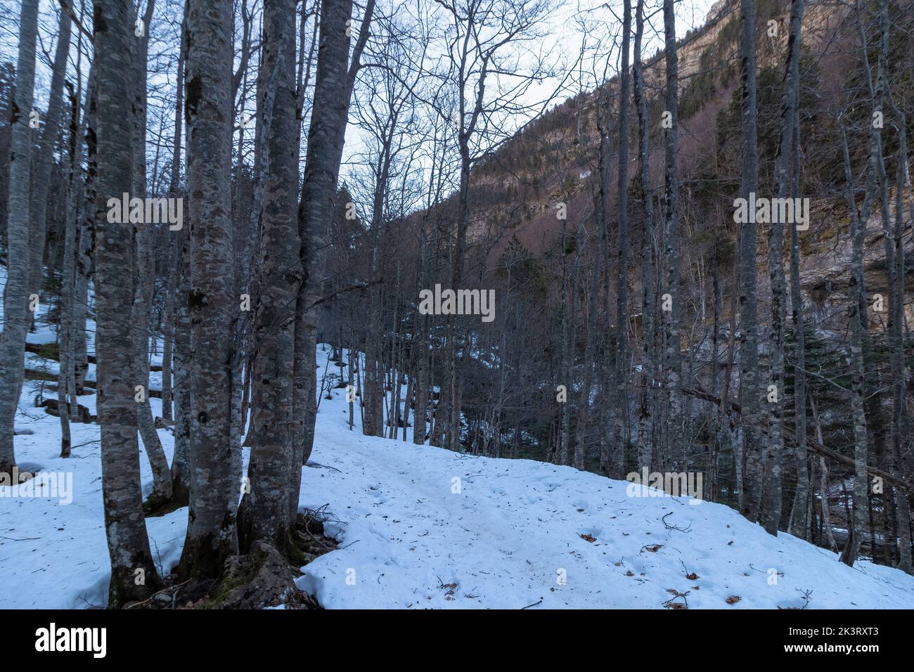 snowy path between trees in ordesa national park in the spanish pyrenees Stock Photo