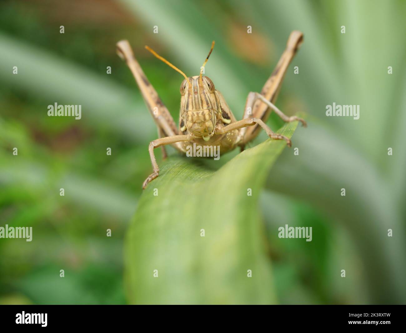Brown Grasshopper, Close up head and eye of Bombay Locust on green leaf tree with natural black background, Thailand Stock Photo