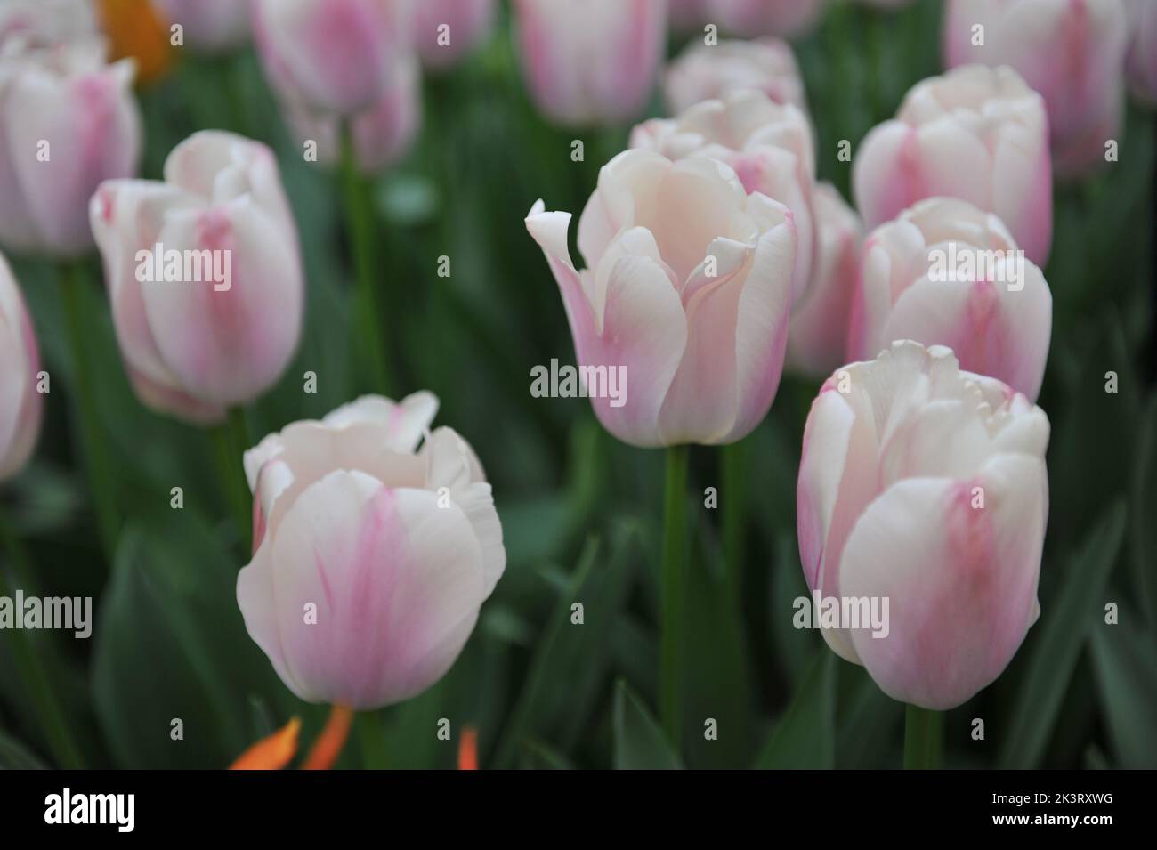 Pink and white Darwin Hybrid tulips (Tulipa) Royal Pride bloom in a garden in April Stock Photo