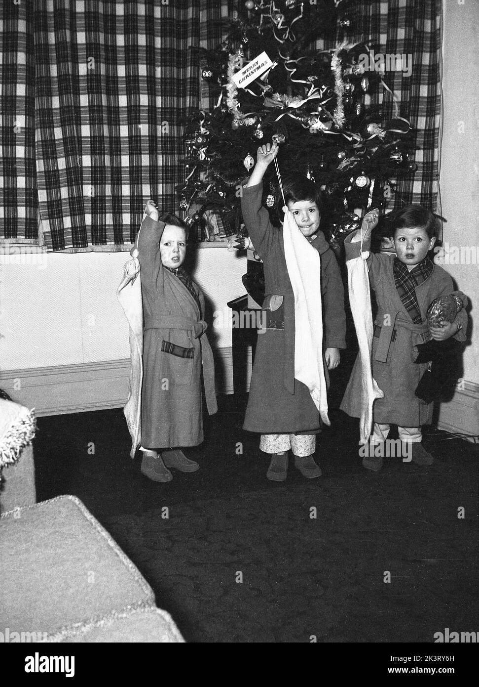 Inide of a tree hires stock photography and images Alamy