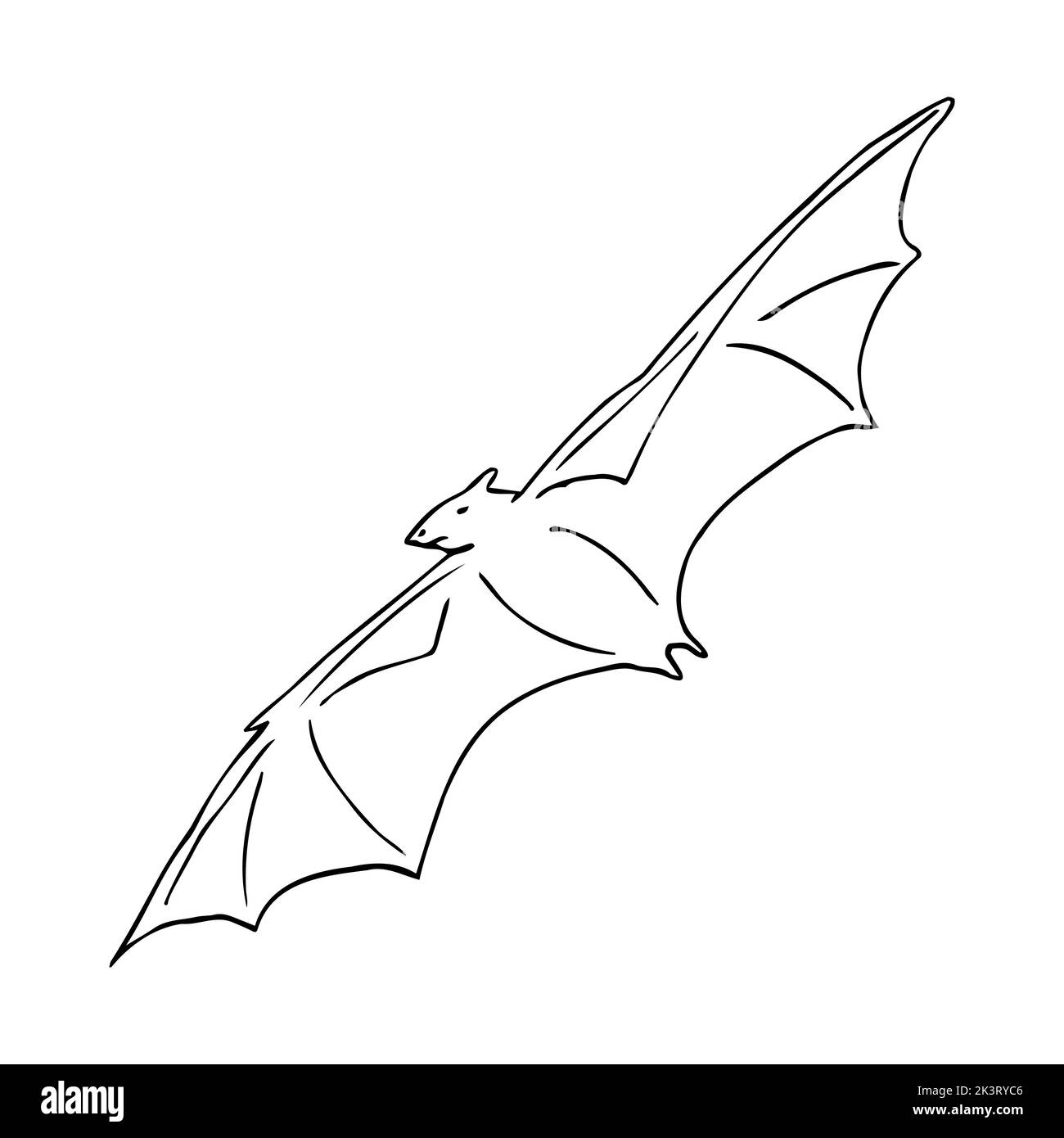 Vector hand drawn doodle sketch flying bat isolated on white background ...