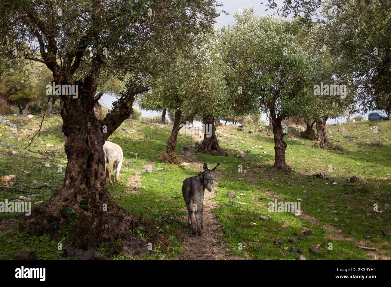 Donkeys stand between olive trees in countryside Stock Photo Alamy