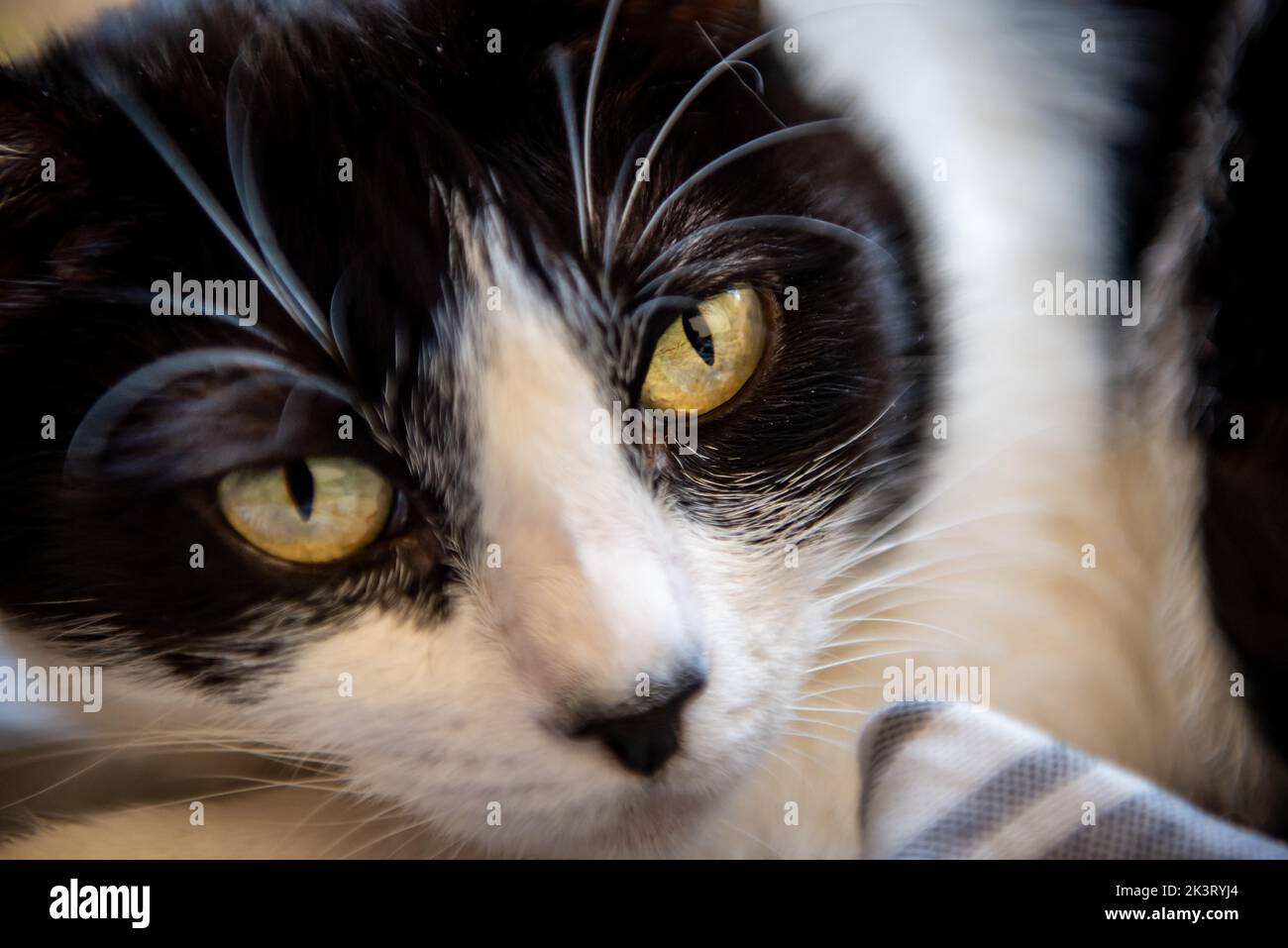 Domestic cat close up Stock Photo
