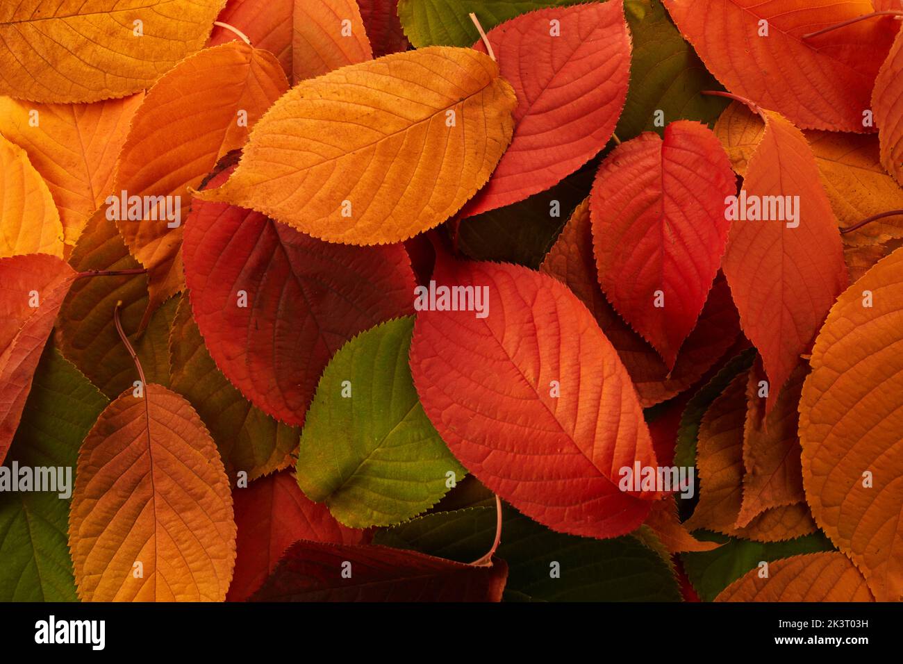 Autumn background. Multicolored leaves lie on the grass. Stock Photo