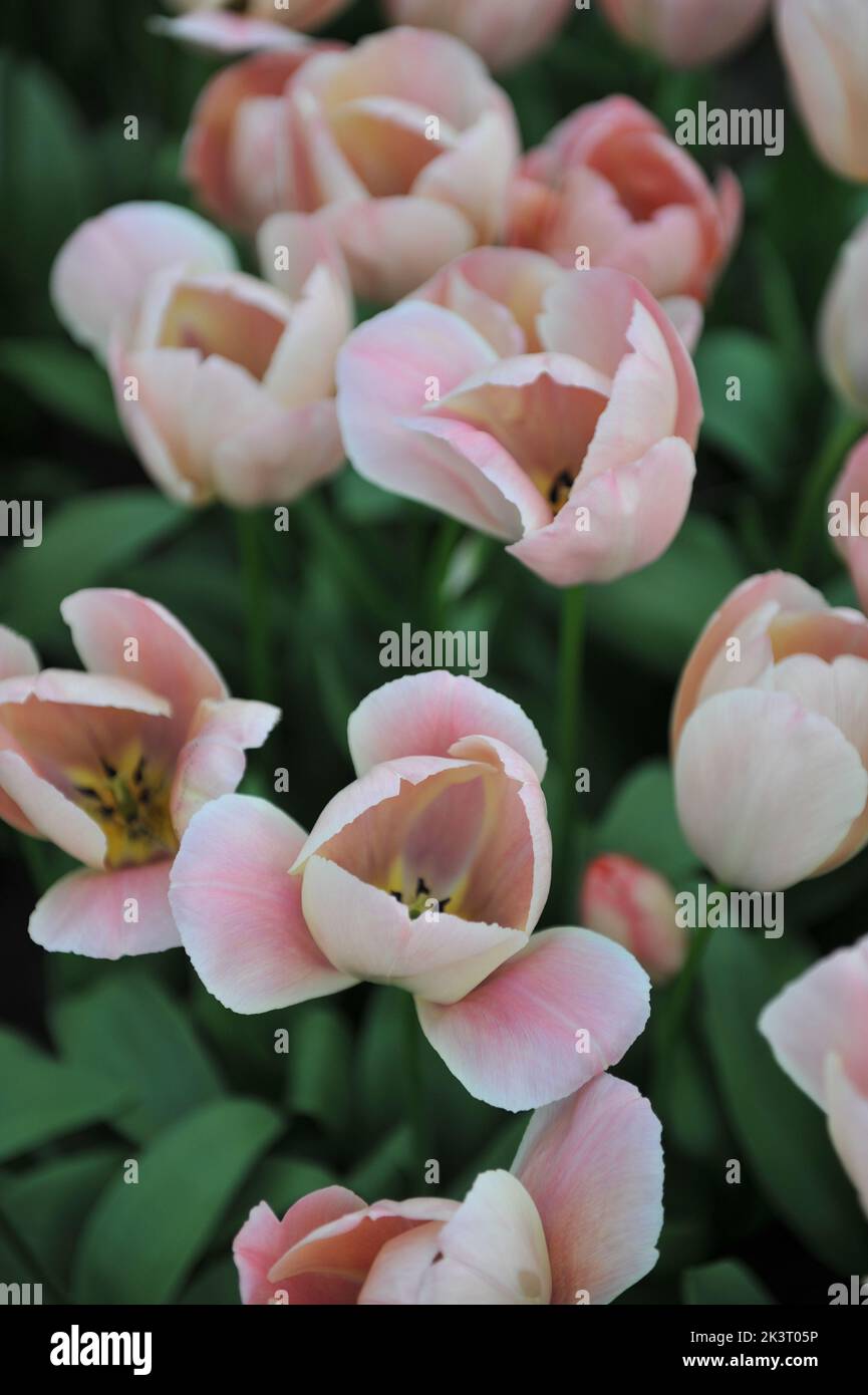 Pink and white Darwin Hybrid tulips (Tulipa) Salmon Van Eijk bloom in a
