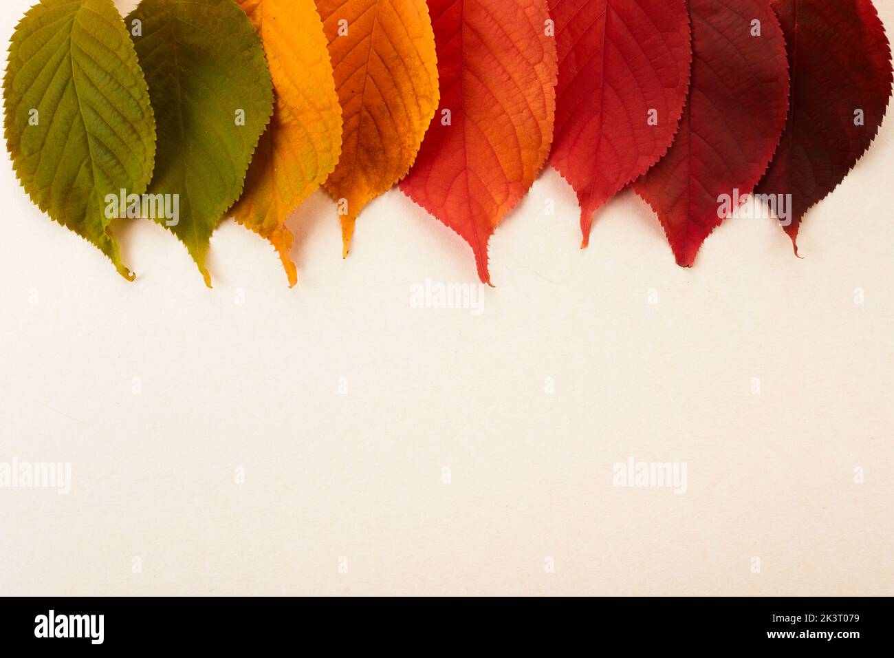 Rainbow of colorful autumnal leaves on pastel background Stock Photo
