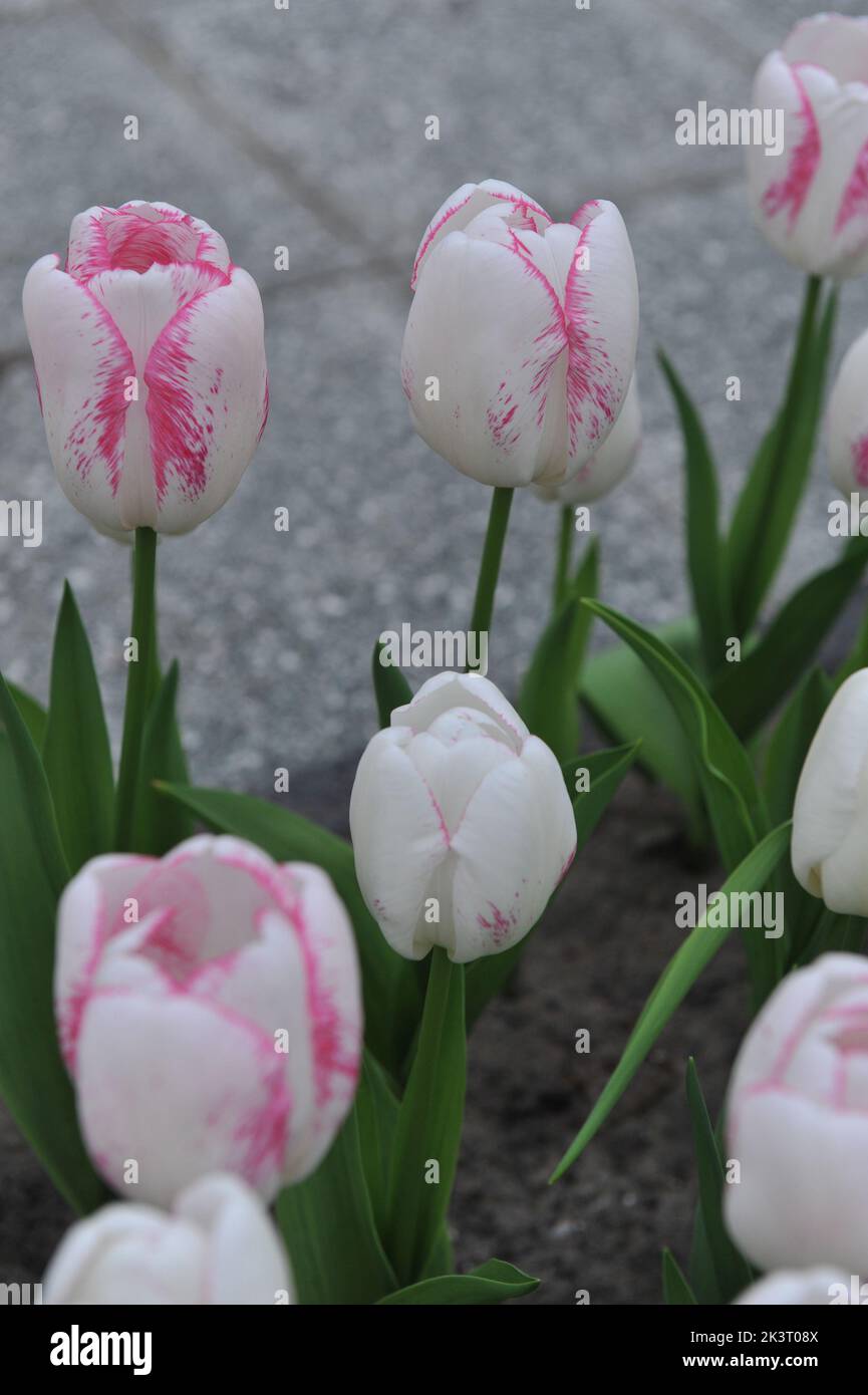 White and pink Triumph tulips (Tulipa) Salvo bloom in a garden in March