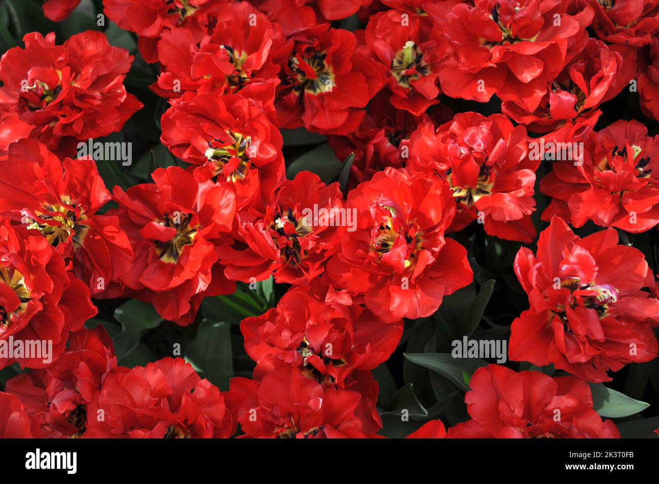 Red peony-flowered Double Early tulips (Tulipa) Scarlet Verona bloom in a garden in March Stock Photo