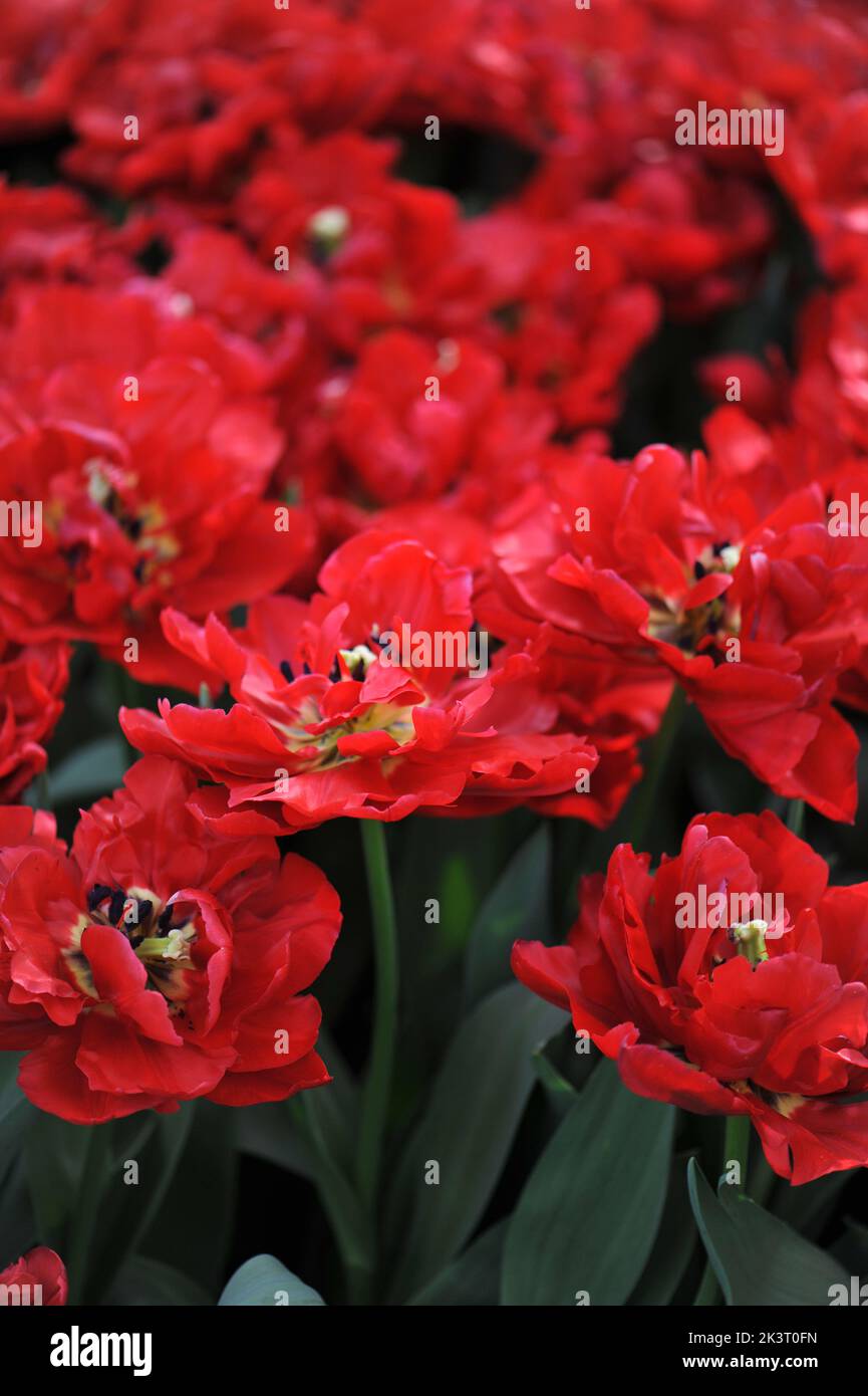 Red peony-flowered Double Early tulips (Tulipa) Scarlet Verona bloom in a garden in March Stock Photo