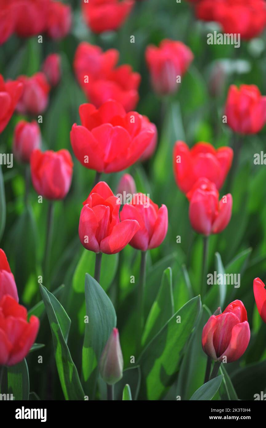 Red Triumph tulips (Tulipa) Second Love bloom in a garden in March