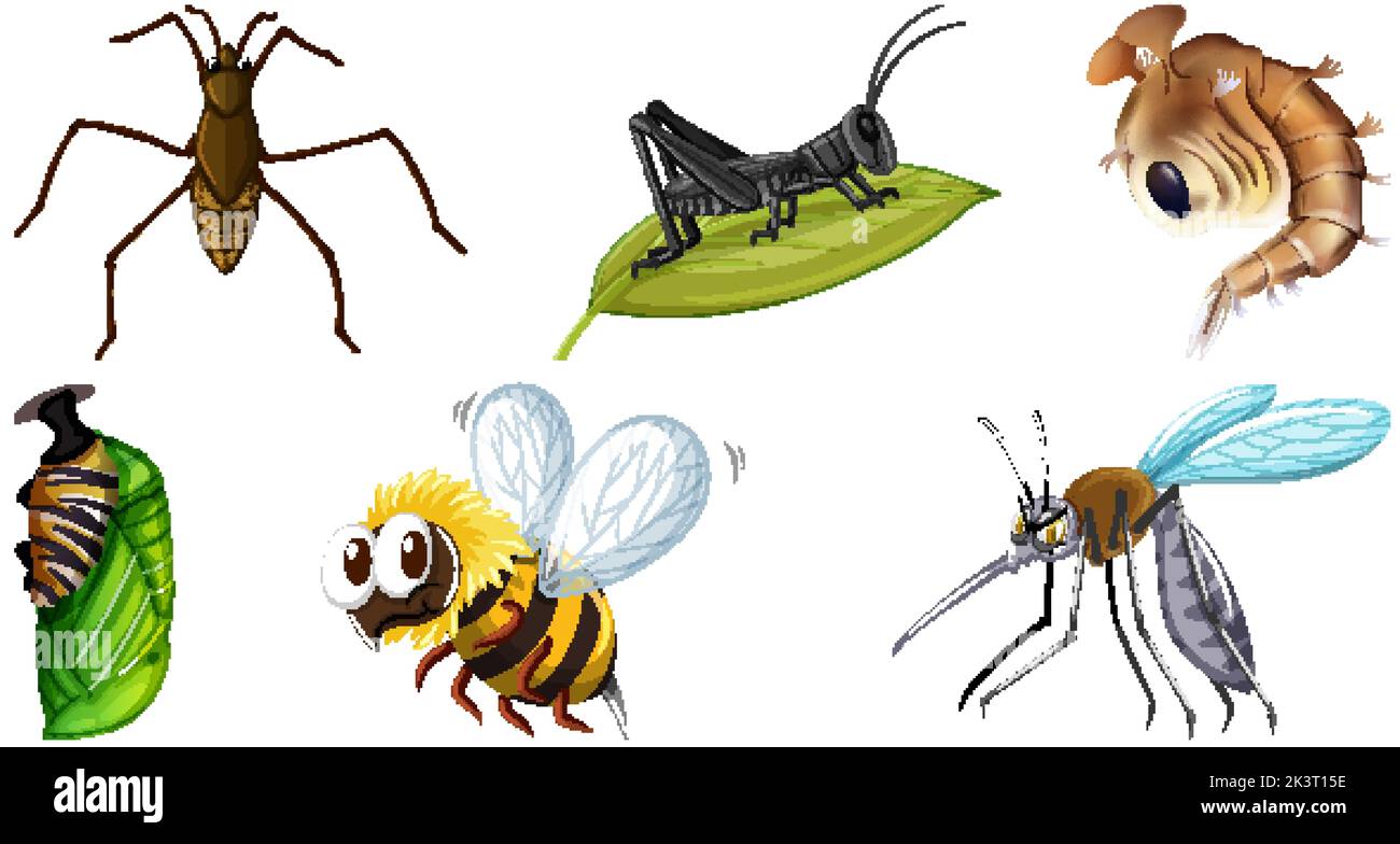 Collection of different insects vector illustration Stock Vector Image ...