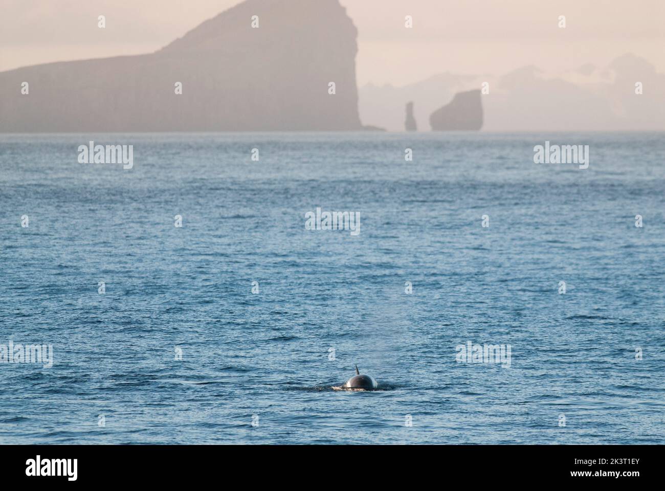 Killer whale antarctic watching hi-res stock photography and images - Alamy