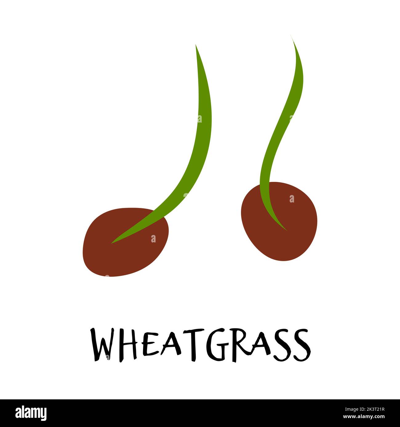 Vector illustration of wheatgrass in hand drawn flat style. Doodle