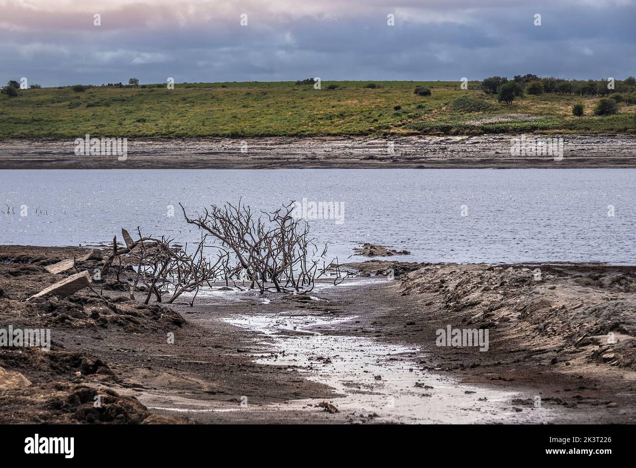 Drought conditions and receding water levels exposing the remains of skeletal dead trees at Colliford Lake Reservoir on Bodmin Moor in Cornwall in the Stock Photo