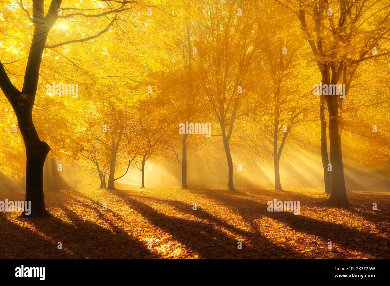 Evening in autumn park, golden trees, dramatic long shadows and sun rays. Digital 3D illustration Stock Photo