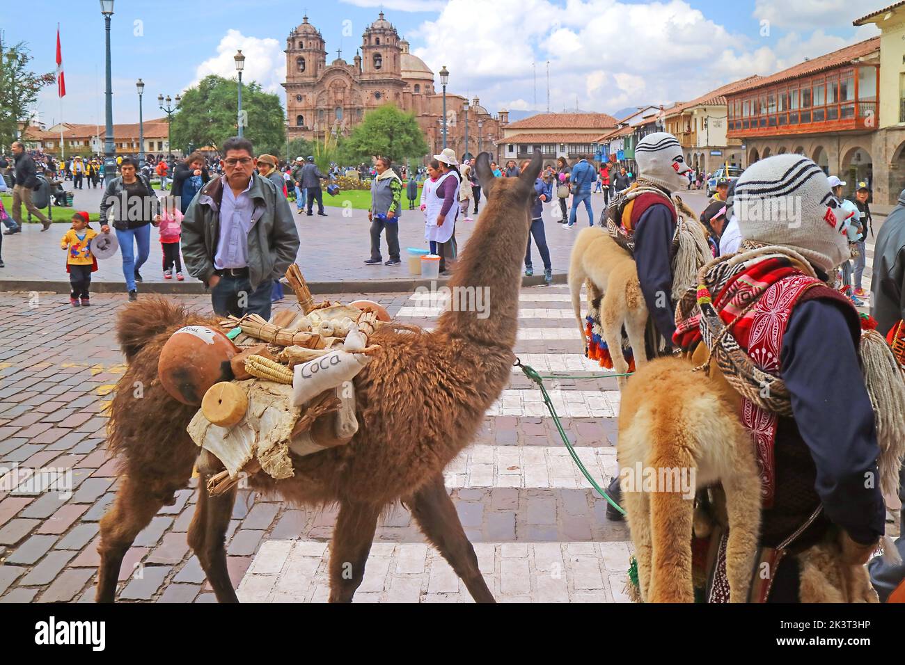 LLama Attending the Peruvian Parade Held on May 6th, 2018 on Plaza de Armas Square in Cusco, Peru, South America Stock Photo