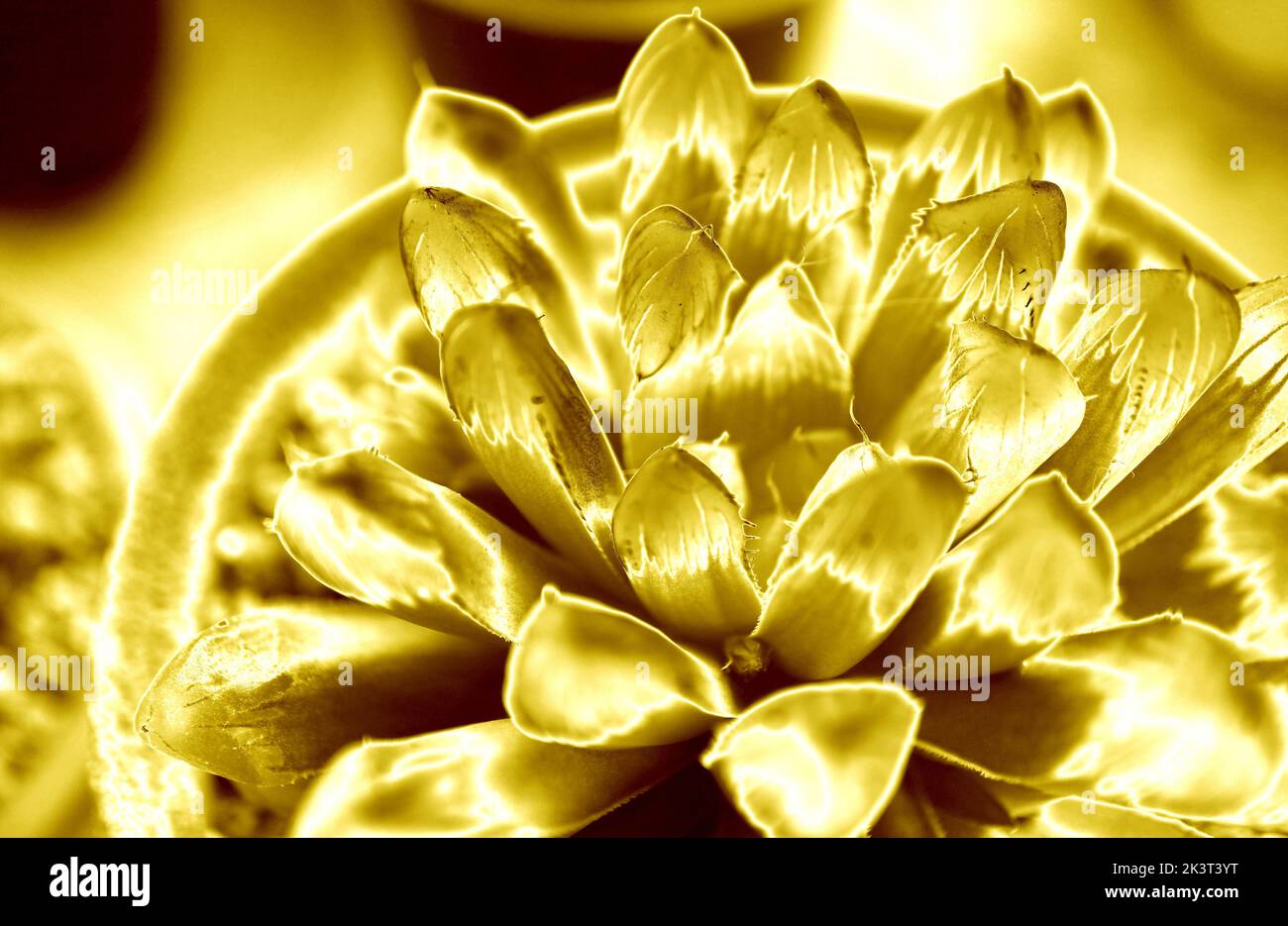 Surreal Pop Art Style Shiny Gold Potted Haworthia Cooperi Succulent Plant Stock Photo