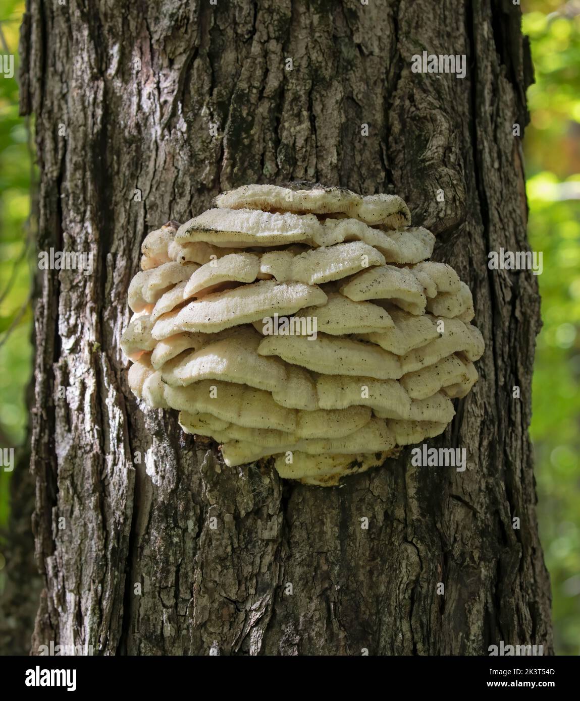 Northern Tooth Fungus growing on maple tree in Algonquin Park, Canada Stock Photo
