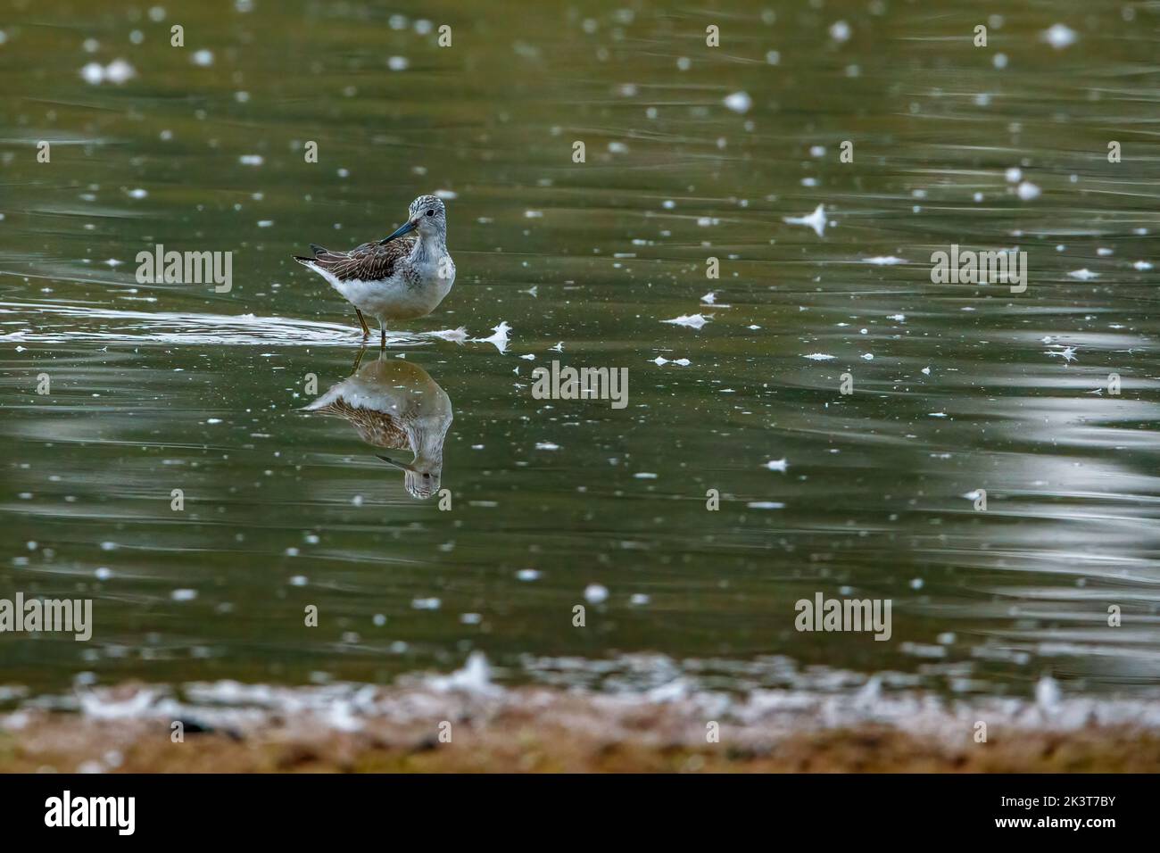 A greenshank in the nature reserve of Rhäden at Obersuhl Stock Photo