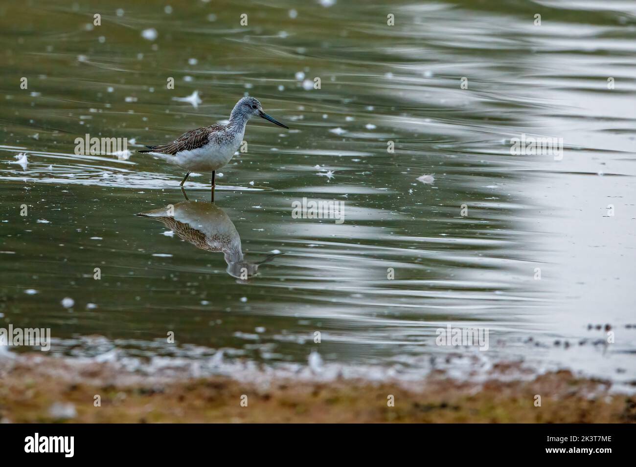 A greenshank in the nature reserve of Rhäden at Obersuhl Stock Photo