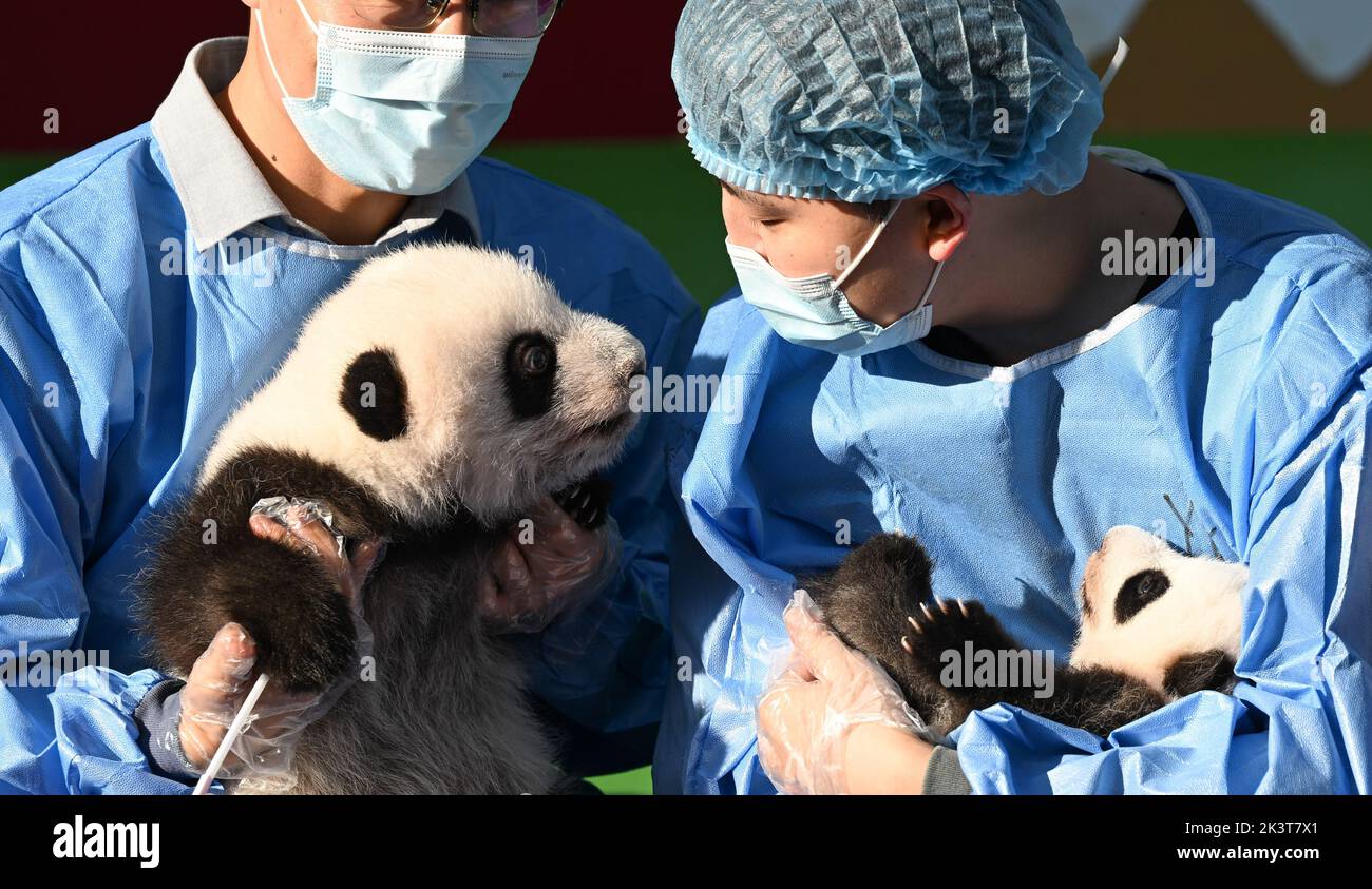 (220928) -- CHENGDU, Sept. 28, 2022 (Xinhua) -- Newborn giant panda cubs held by staff members make public appearance at the Chengdu Research Base of Giant Panda Breeding in Chengdu, southwest China's Sichuan Province, Sept. 28, 2022.  Thirteen panda cubs, all born this year, on Wednesday met the public at the breeding base in Chengdu, capital of southwest China's Sichuan Province.   According to the center, the newborn cubs are among 15 giant panda cubs successfully bred at the panda base this year, including four pairs of twins. The weight of the heaviest newborn giant panda cub has reached Stock Photo