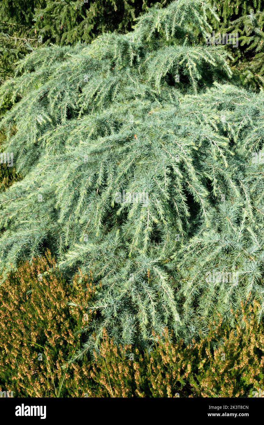 Deodar Cedar Cedrus deodara Cover Ground Plant Conifer Garden Deodar Cedar Cedrus deodara Cover Ground Plant Conifer Garden