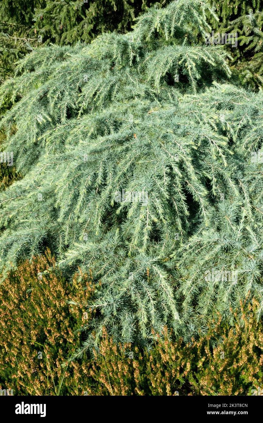 Deodar Cedar, Cedrus deodara, Cover Ground, Plant, Conifer, Garden Cedar, Ground cover, Cedrus 'Descanso Dwarf' ground cover plants Stock Photo